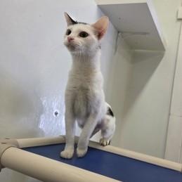 Mel, a ADOPTABLE Domestic Short Hair in Phoenixville, PA image 3/4