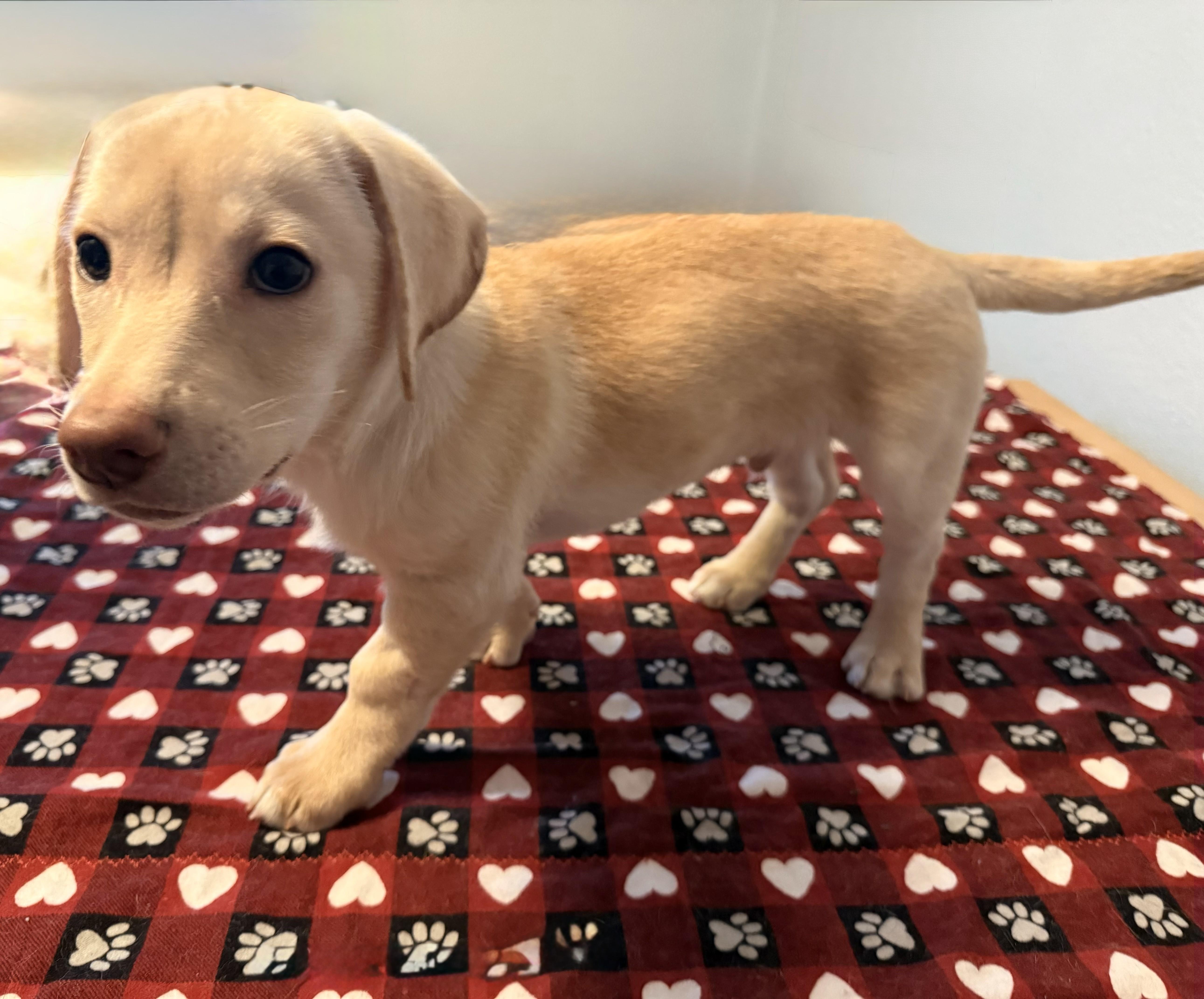 Dexter, an adopted mixed breed in Union Gap, WA image 5/5