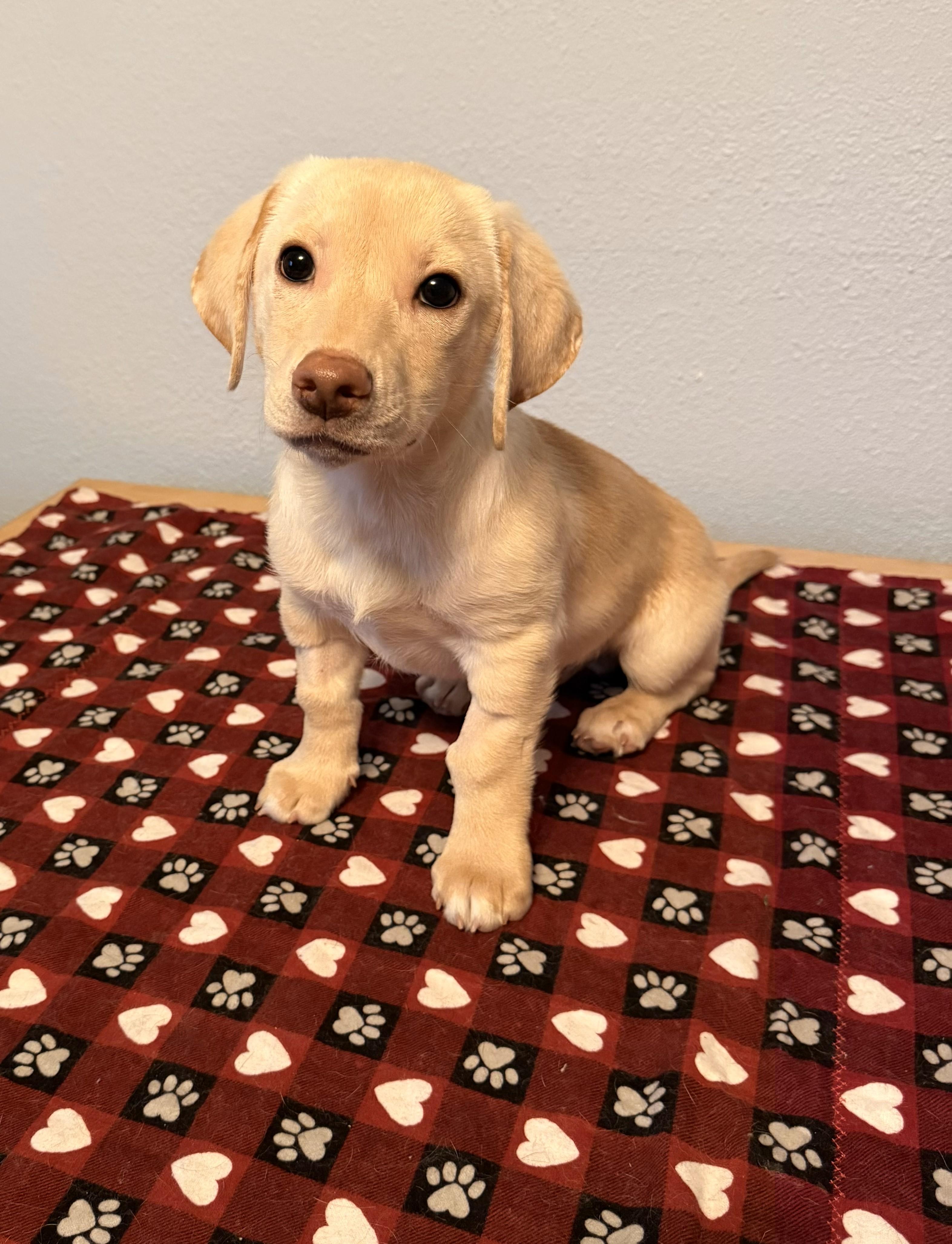 Dexter, ADOPTABLE, Puppy Male Mixed Breed & Mixed Breed.