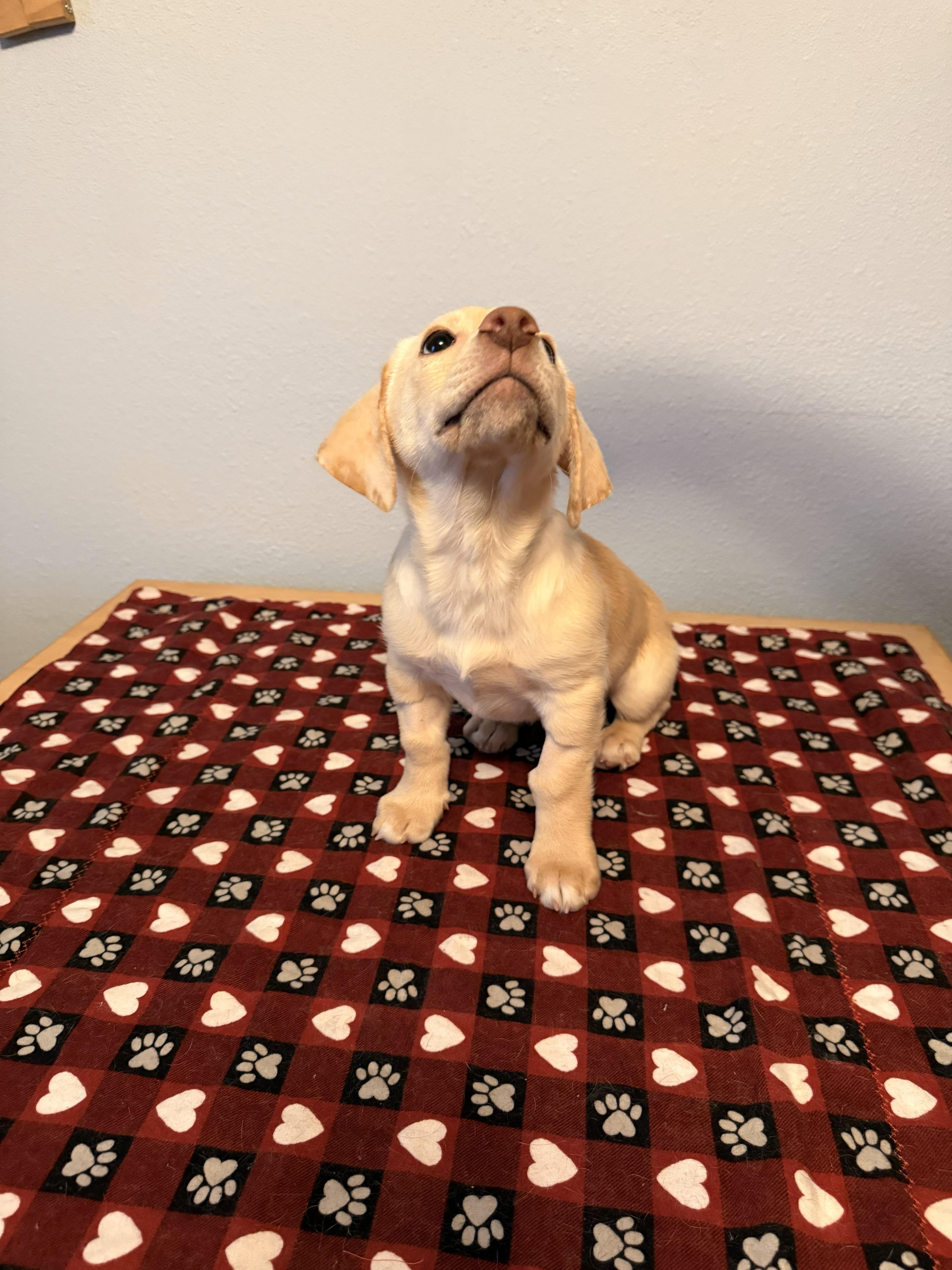 Dexter, an adopted mixed breed in Union Gap, WA image 3/5