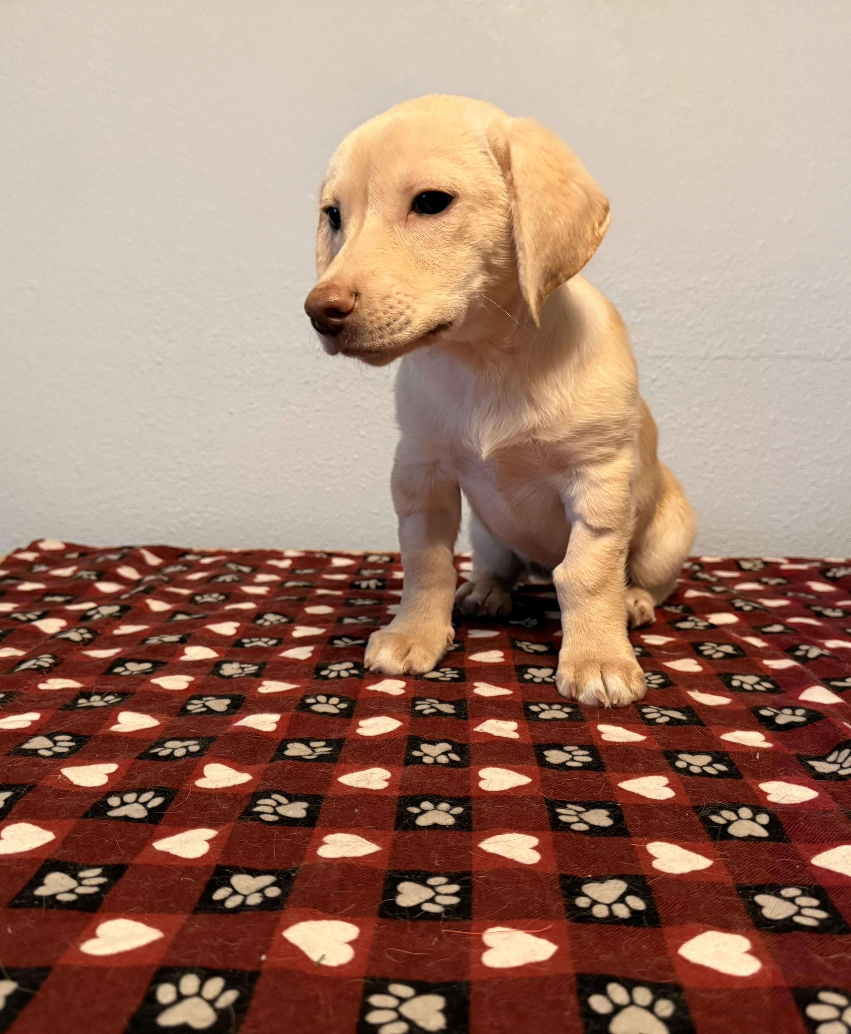 Dexter, an adopted mixed breed in Union Gap, WA image 4/5