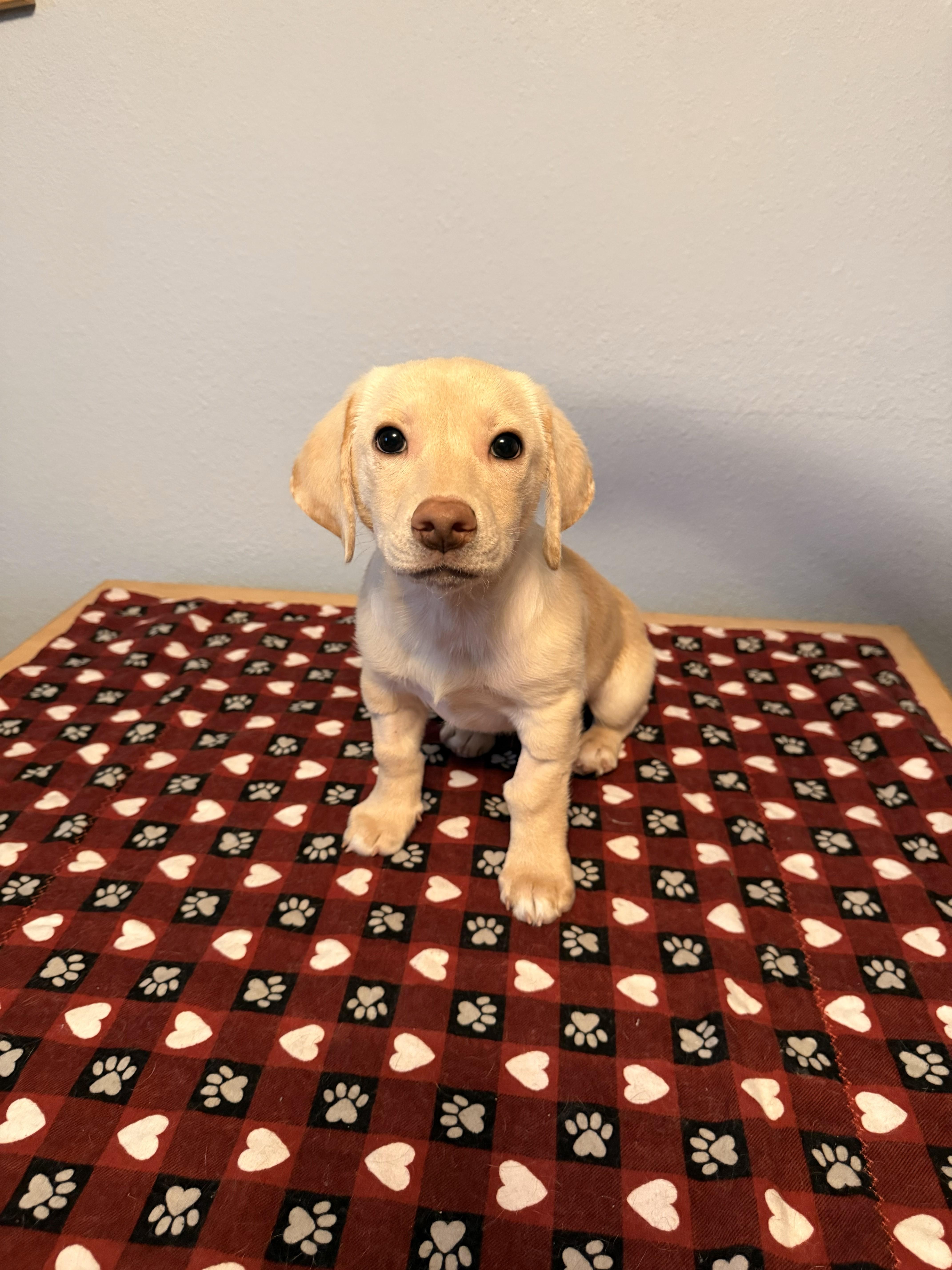 Dexter, an adopted mixed breed in Union Gap, WA image 2/5