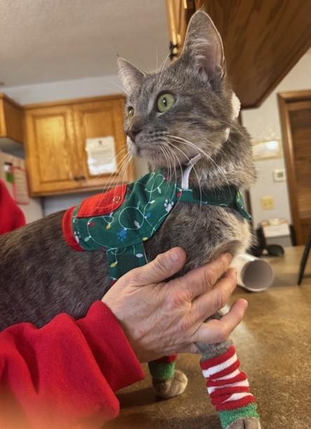 Bogart, ADOPTABLE, Adult Male Domestic Short Hair.