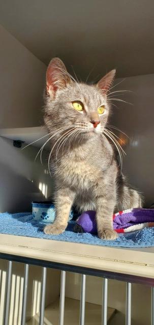 Enlarge Bogart, a ADOPTABLE Domestic Short Hair in Hutchinson, MN image 2/5