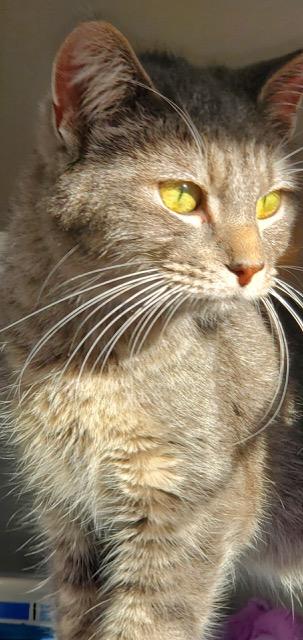 Enlarge Bogart, a ADOPTABLE Domestic Short Hair in Hutchinson, MN image 3/5