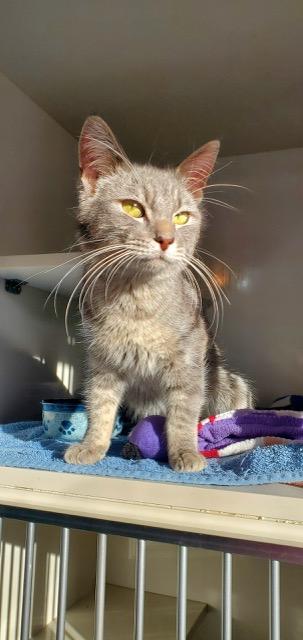 Enlarge Bogart, a ADOPTABLE Domestic Short Hair in Hutchinson, MN image 4/5