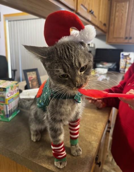 Enlarge Bogart, a ADOPTABLE Domestic Short Hair in Hutchinson, MN image 5/5