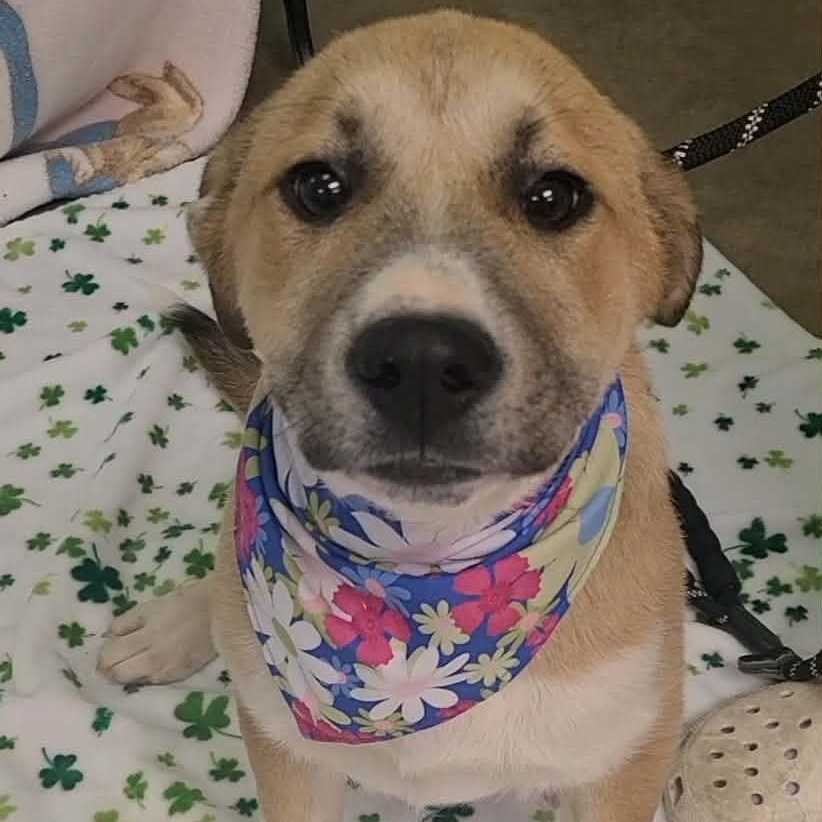 Enlarge Lily, a ADOPTABLE mixed breed in Woolwich, ME image 3/3