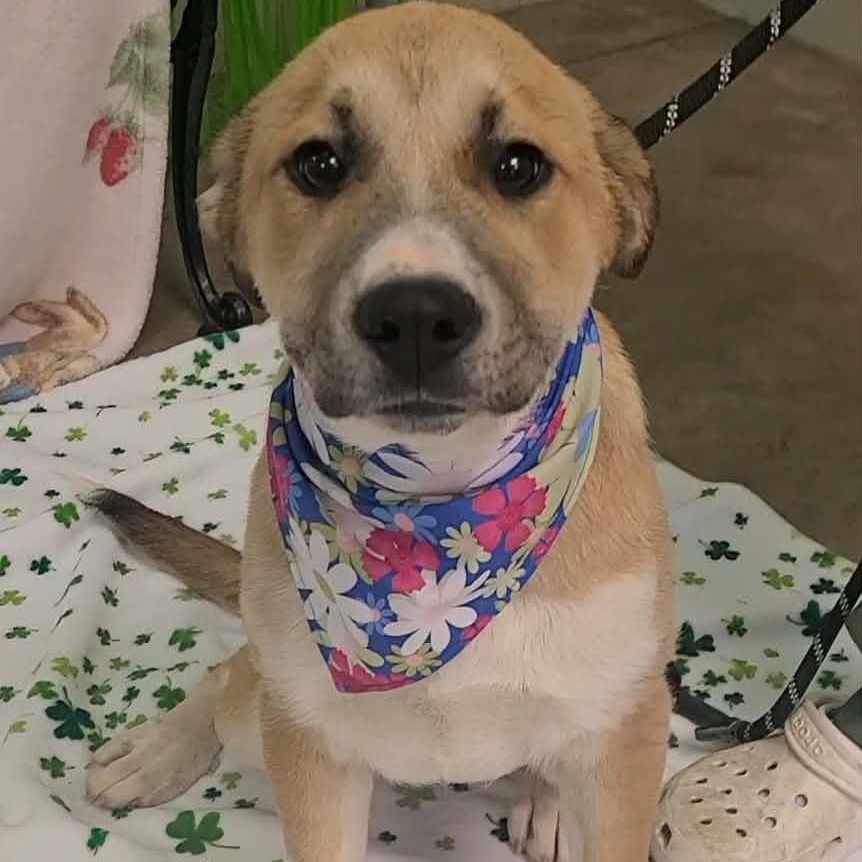 Lily, ADOPTABLE, Young Female Great Pyrenees.