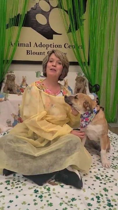 Enlarge Lily, a ADOPTABLE mixed breed in Woolwich, ME video 2/3