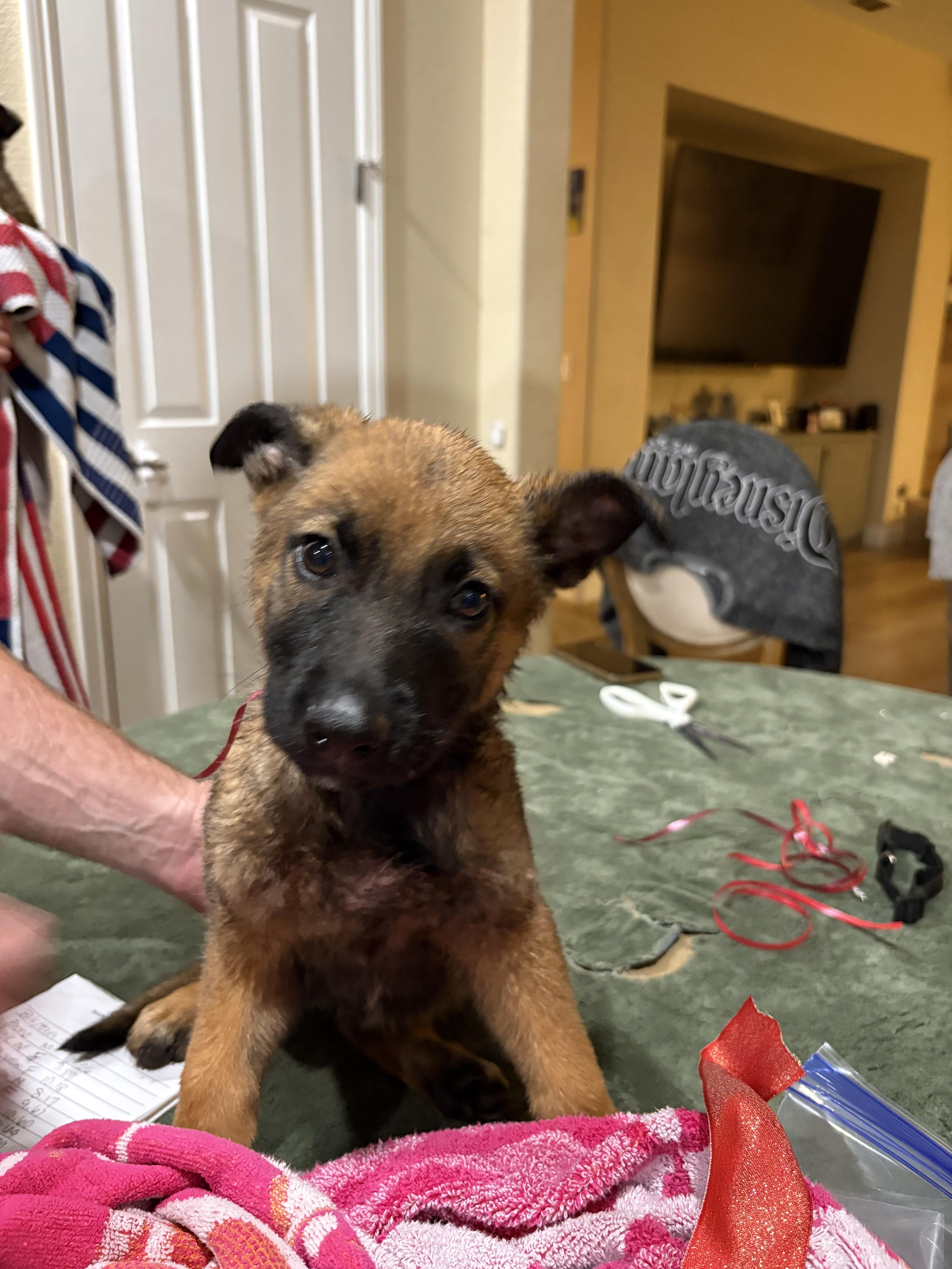 Enlarge Lightning, a Adoptable mixed breed in Discovery Bay, CA image 1/2