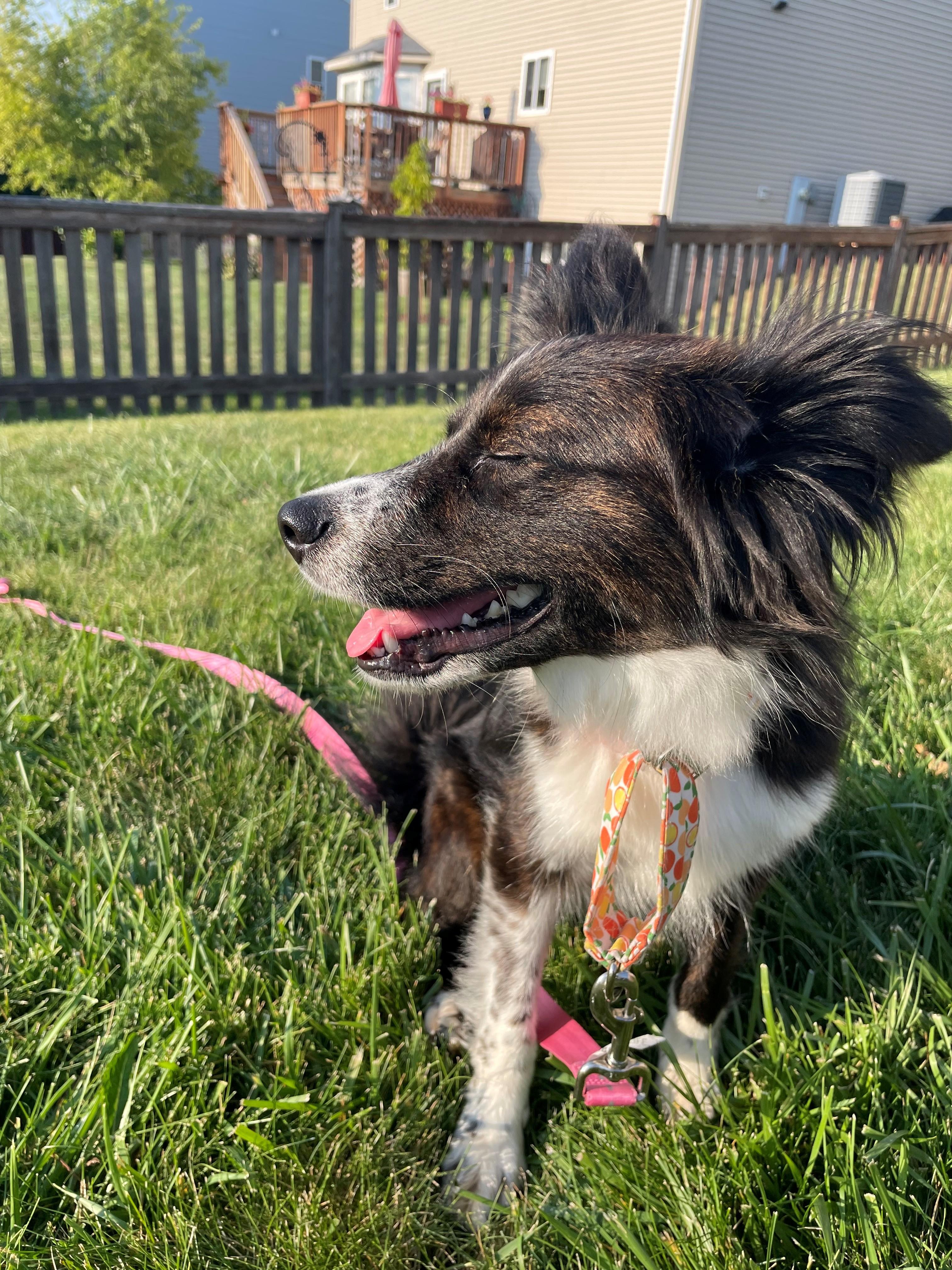Oakley, ADOPTABLE, Young Female Australian Shepherd.