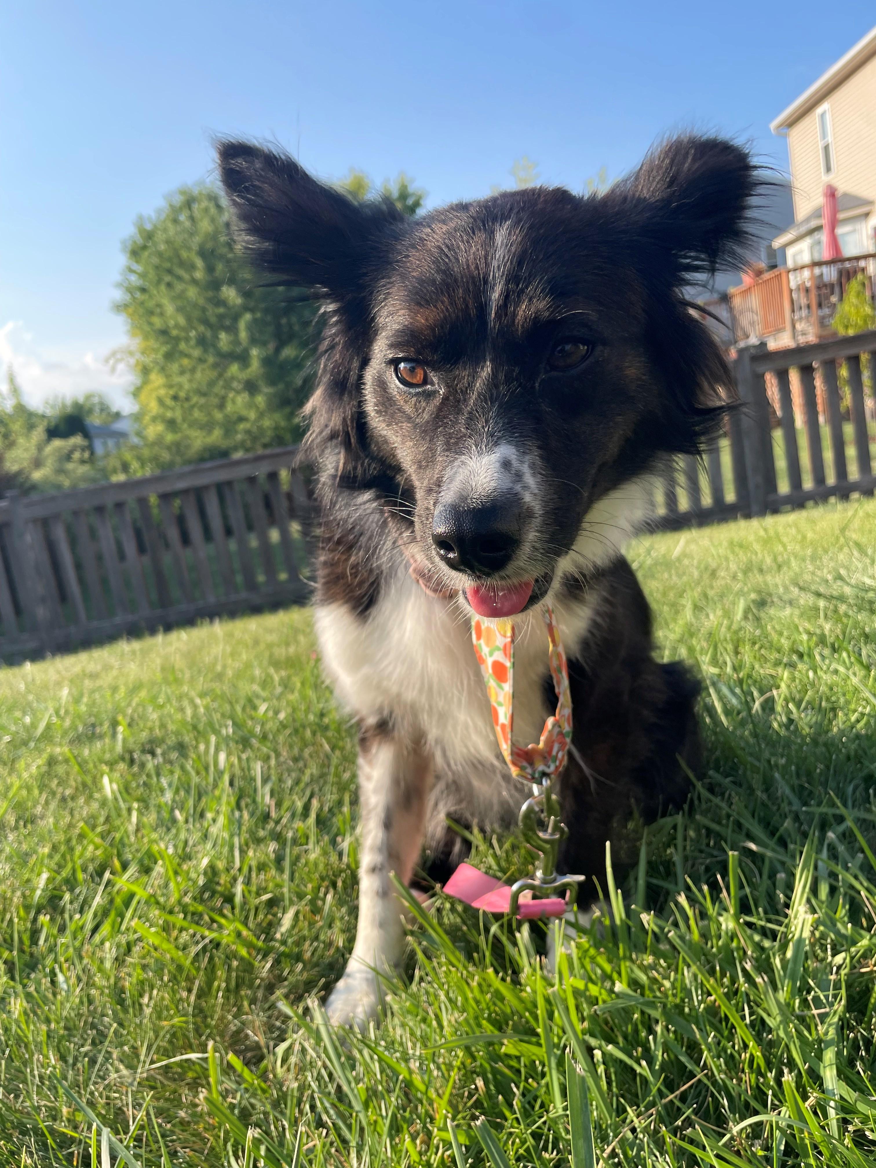 Enlarge Oakley, a ADOPTABLE Australian Shepherd in Union Grove, WI image 2/2