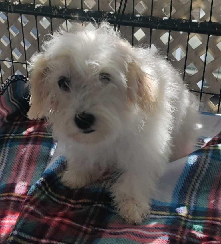 Skye, ADOPTABLE, Young Male Poodle & Shih Tzu.