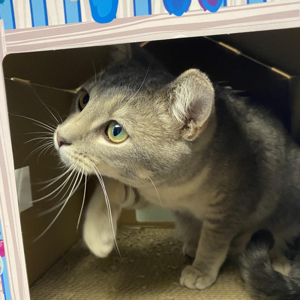 Enlarge Groot, a Adoptable Domestic Short Hair in Fletcher, NC image 2/5