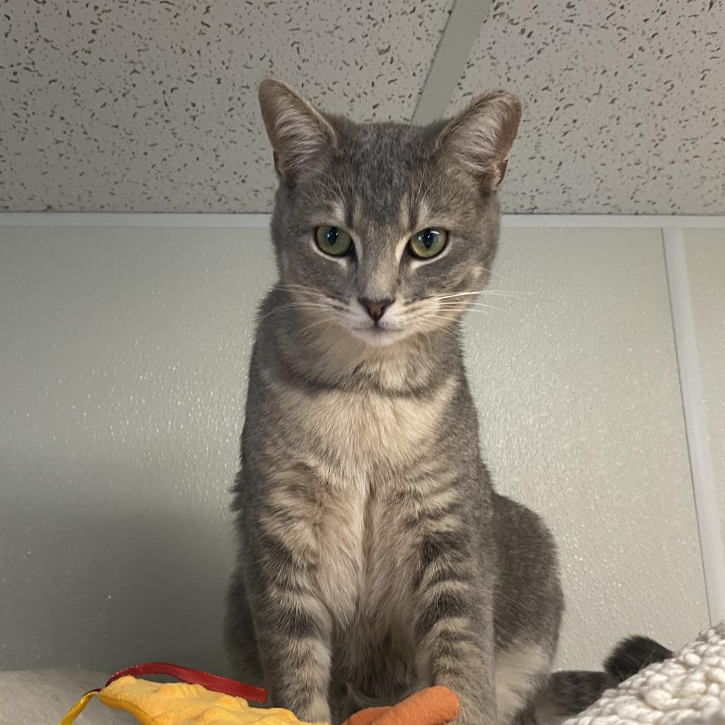 Enlarge Groot, a Adoptable Domestic Short Hair in Fletcher, NC image 4/5