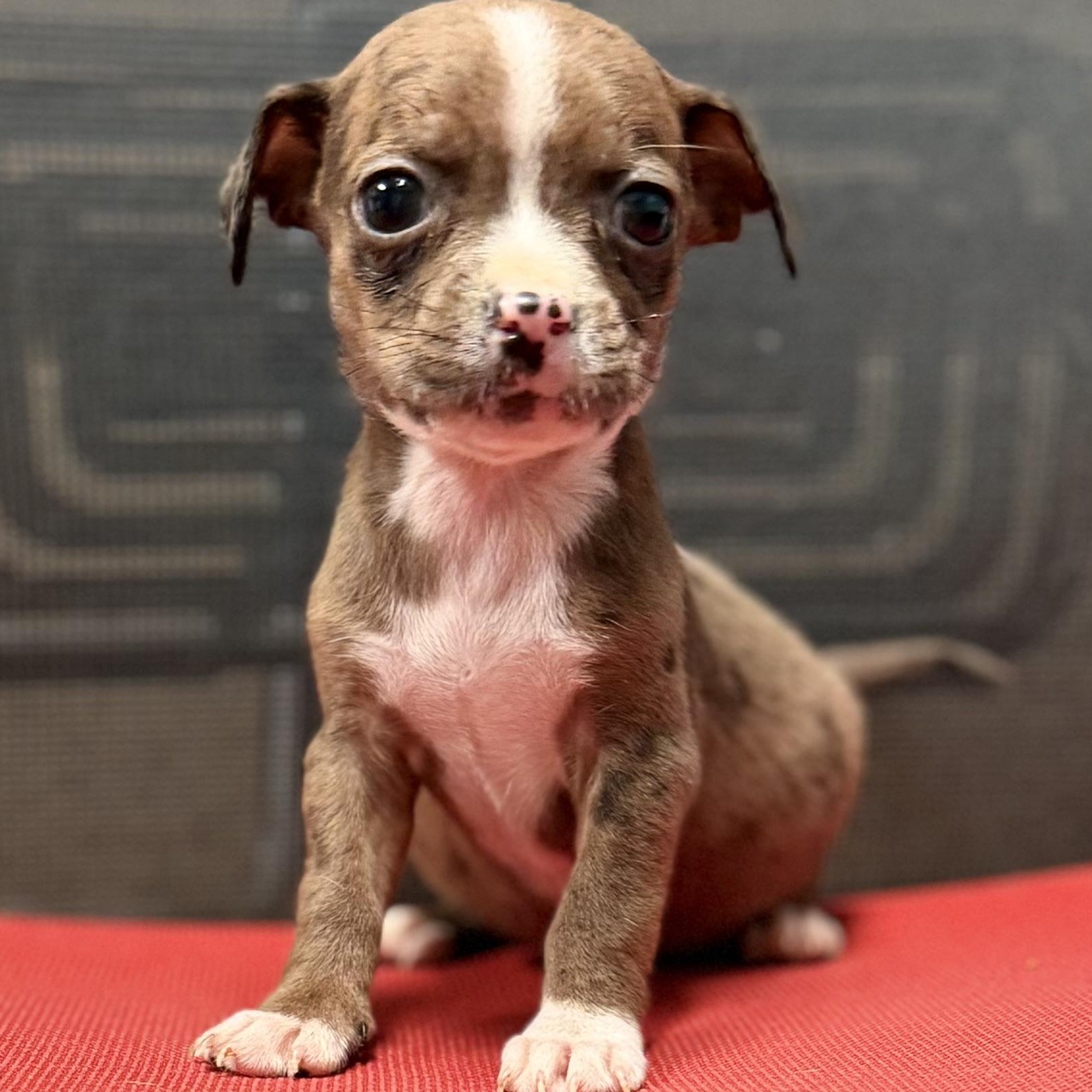 WELLINGTON - ARRIVING IN MAINE JULY 18TH, Adoptable, Puppy Male Mixed Breed.