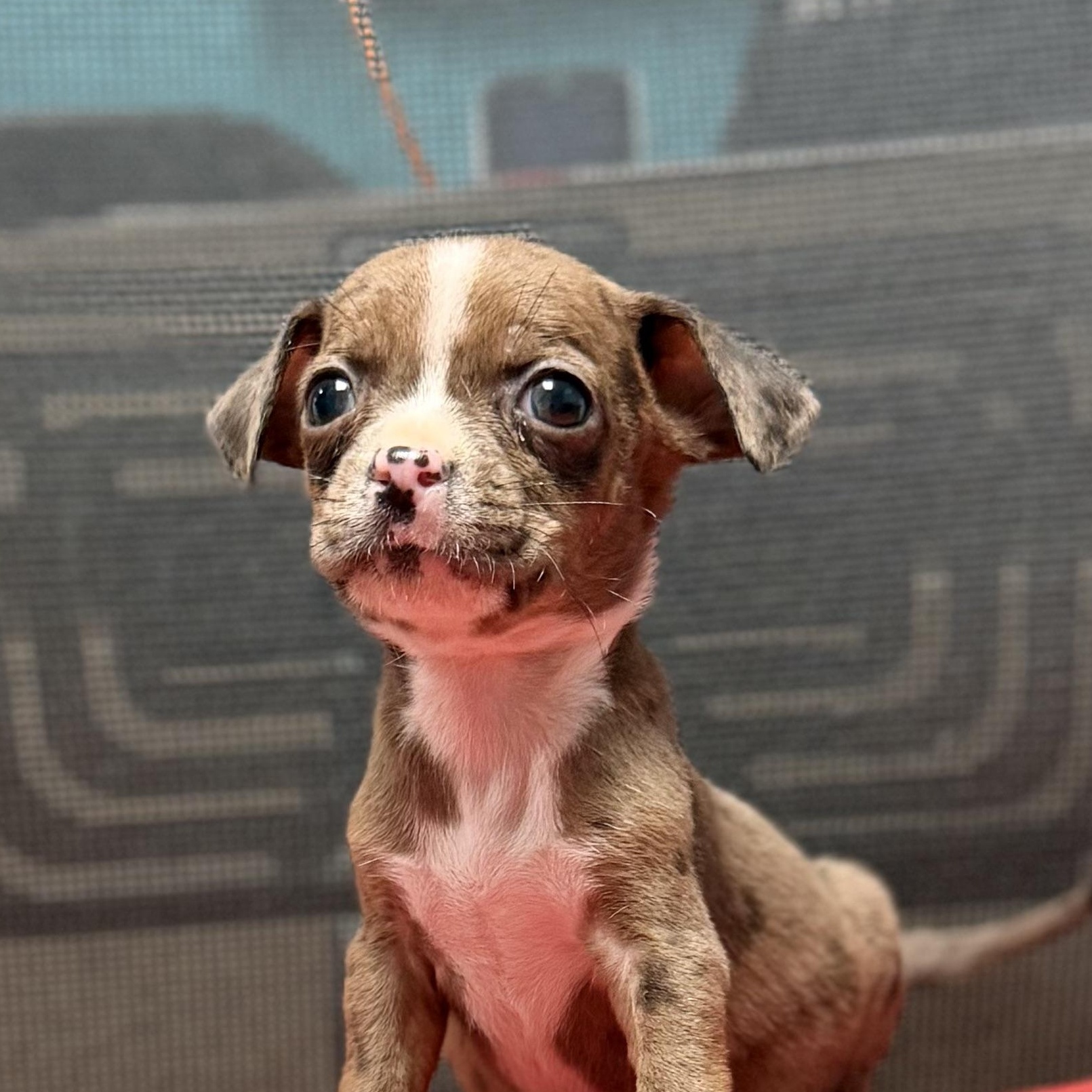 WELLINGTON - ARRIVING IN MAINE JULY 18TH, a Adoptable Mixed Breed in Berwick, ME image 2/6