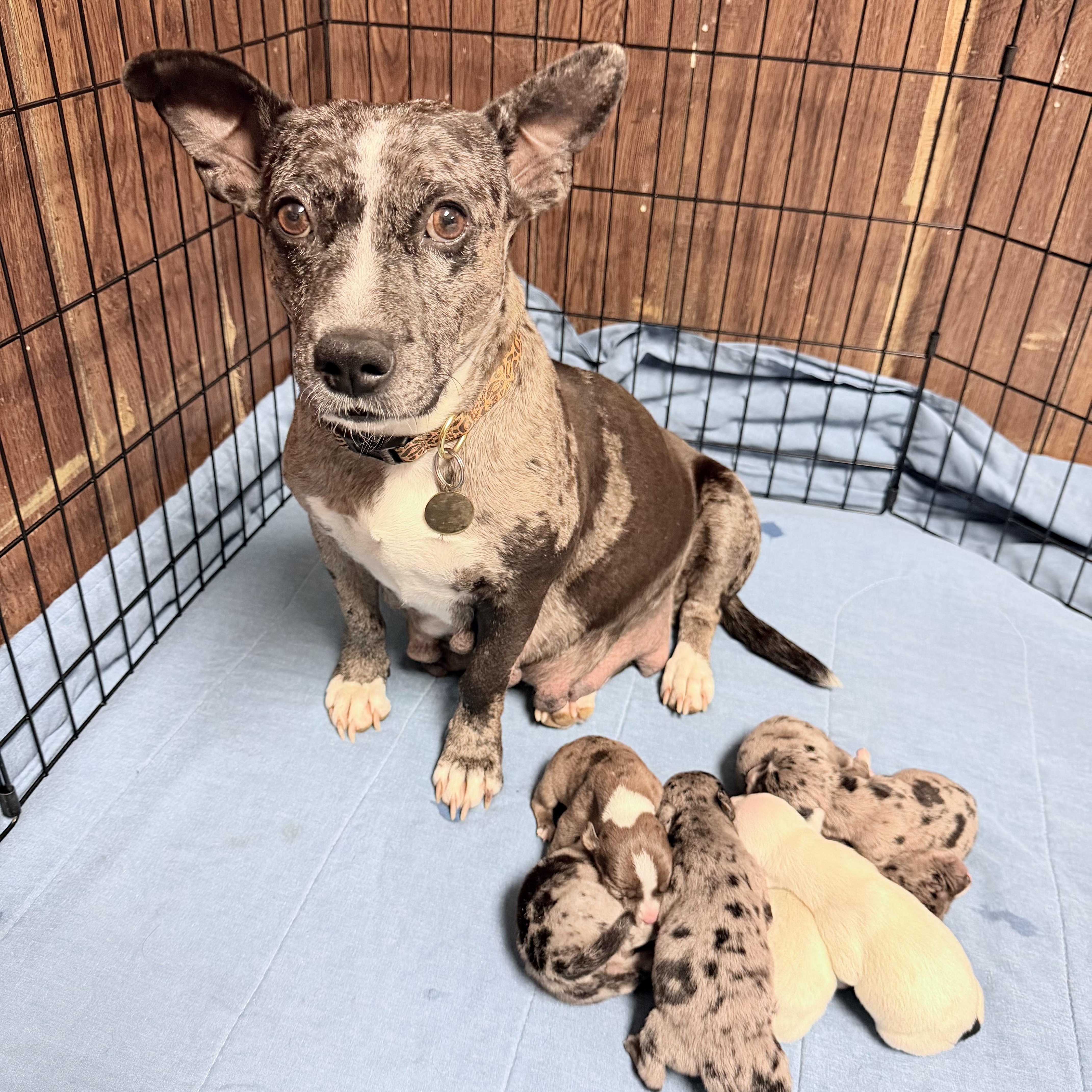 WELLINGTON - ARRIVING IN MAINE JULY 18TH, a Adoptable Mixed Breed in Berwick, ME image 5/6