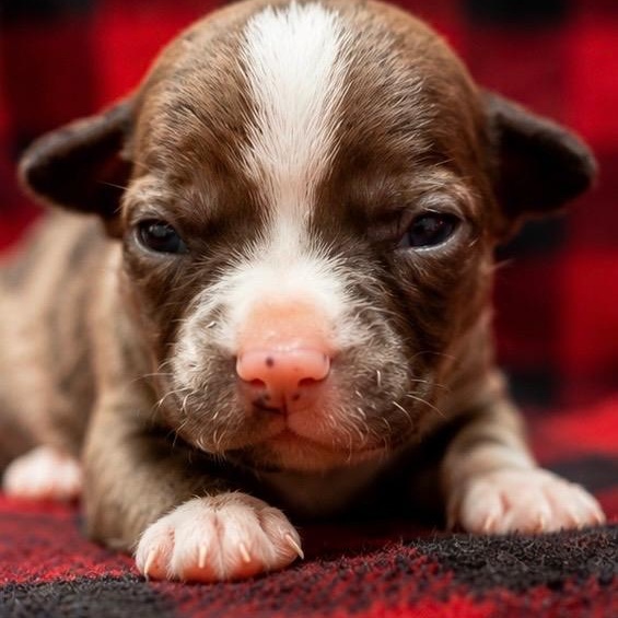 WELLINGTON - ARRIVING IN MAINE JULY 18TH, a Adoptable Mixed Breed in Berwick, ME image 4/6