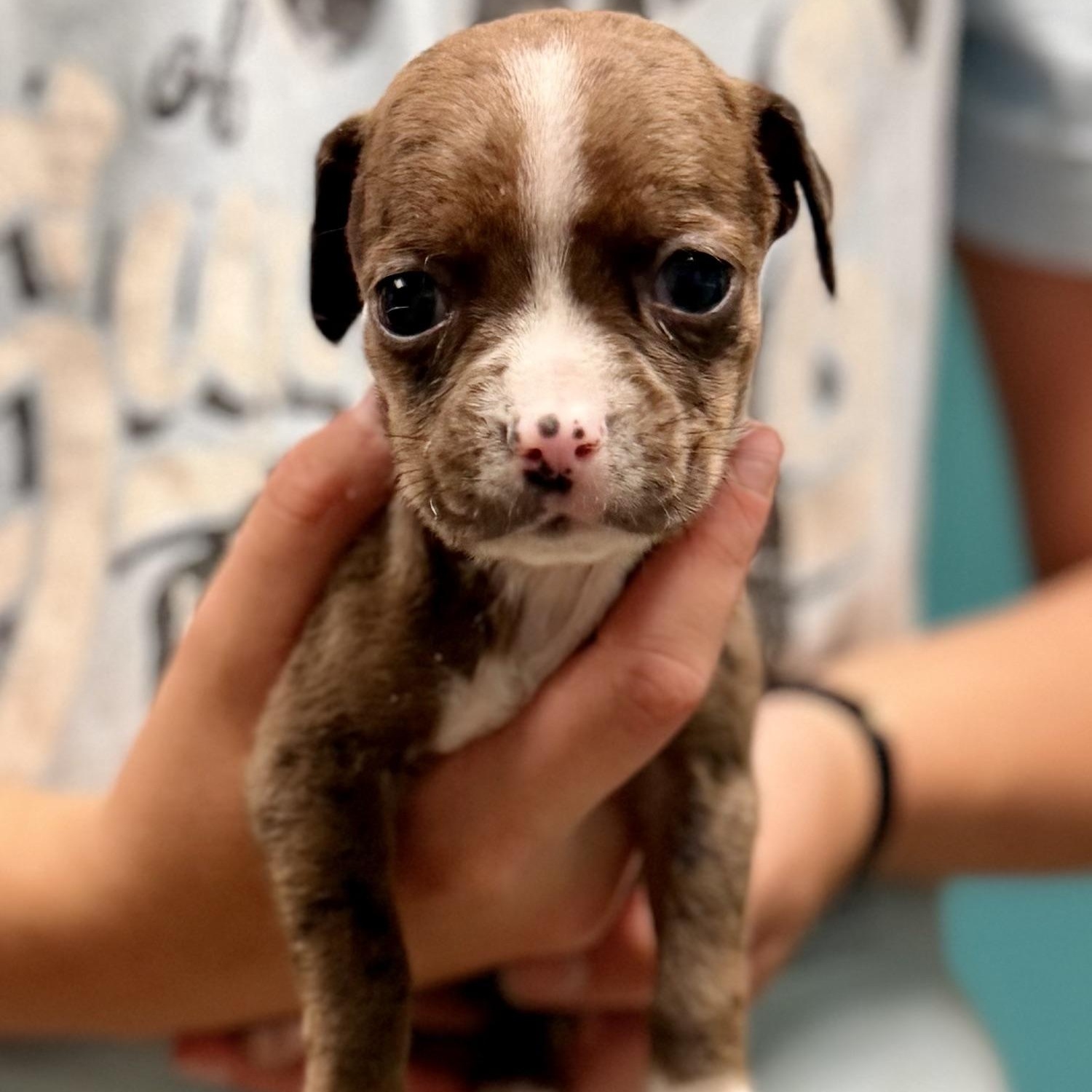 WELLINGTON - ARRIVING IN MAINE JULY 18TH, a Adoptable Mixed Breed in Berwick, ME image 3/6