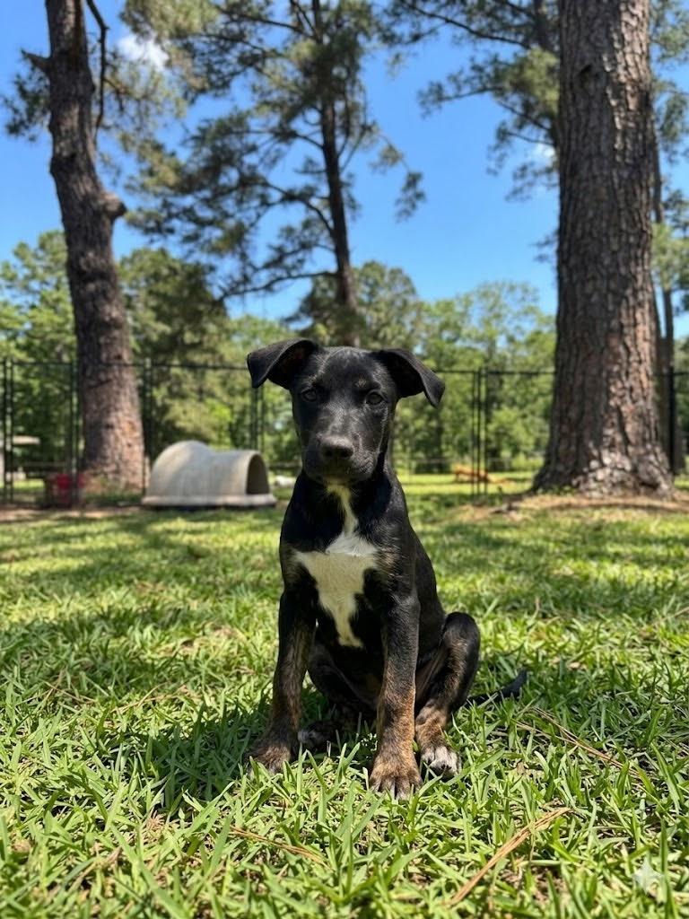 Pablo, Adoptable, Puppy Male Mixed Breed.