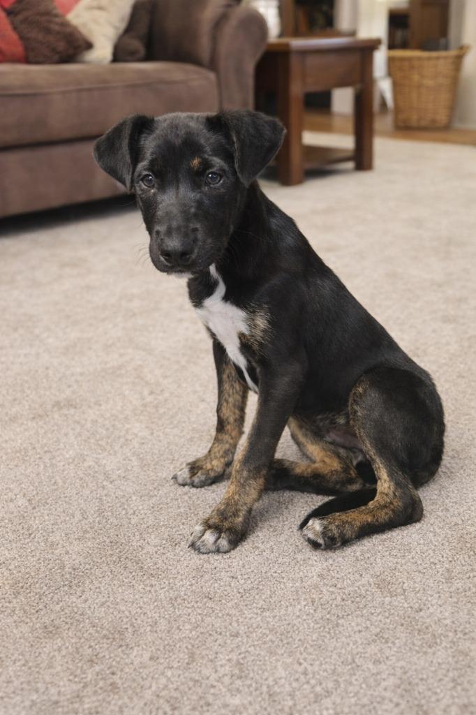 Enlarge Pablo, a Adoptable Mixed Breed in Center, TX image 1/1