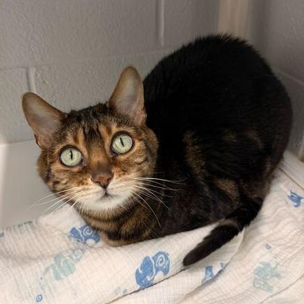 Enlarge Terra, a Adoptable Bengal in Marshall, VA image 1/3