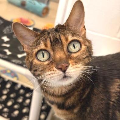 Enlarge Terra, a Adoptable Bengal in Marshall, VA image 2/3