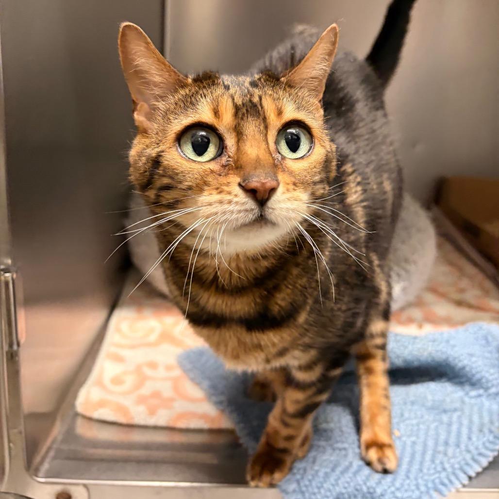 Enlarge Terra, a Adoptable Bengal in Marshall, VA image 3/3