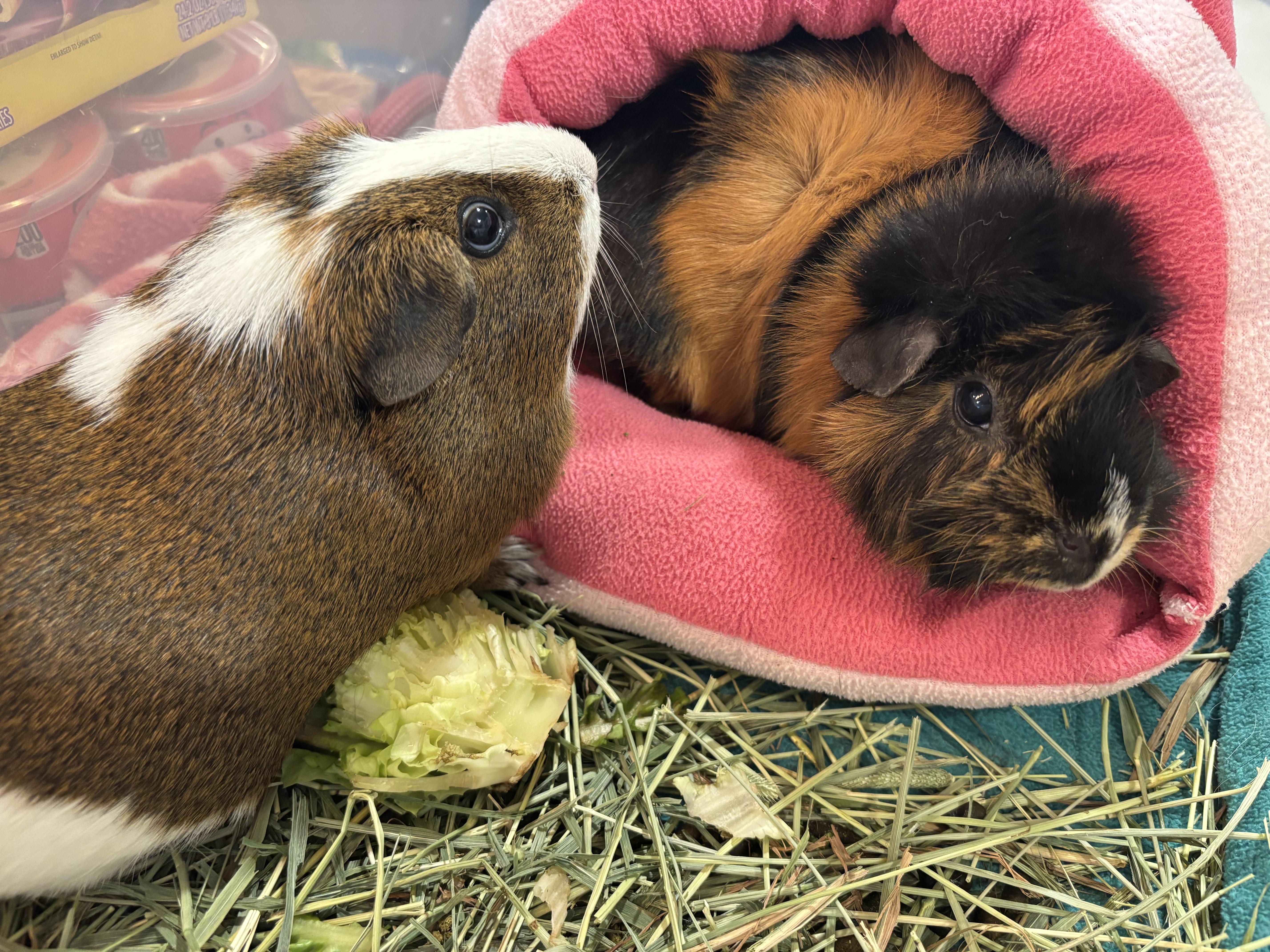 Brandy & Bailey, a ADOPTABLE Guinea Pig in Paramus, NJ image 1/3