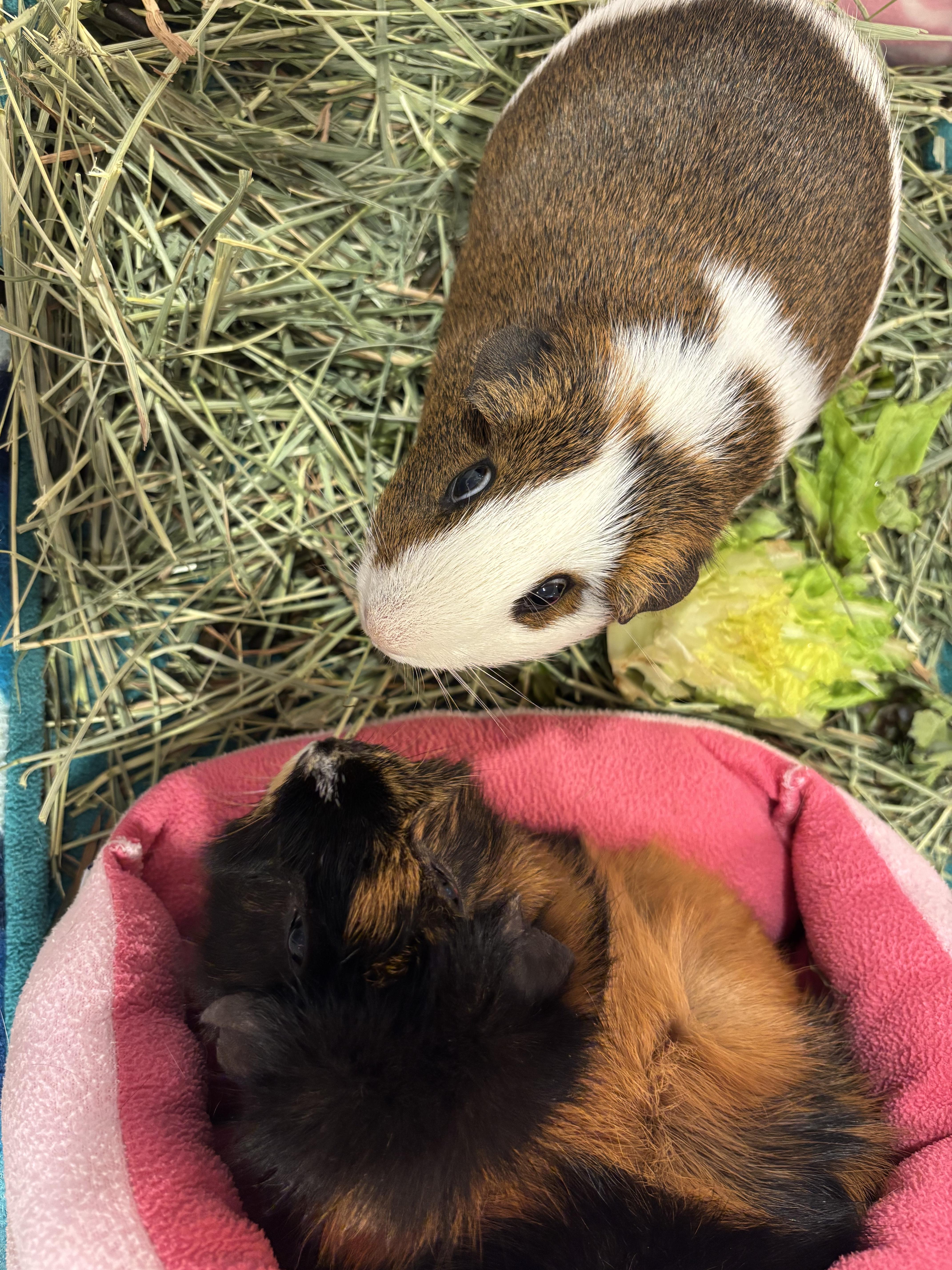 Brandy & Bailey, a ADOPTABLE Guinea Pig in Paramus, NJ image 3/3