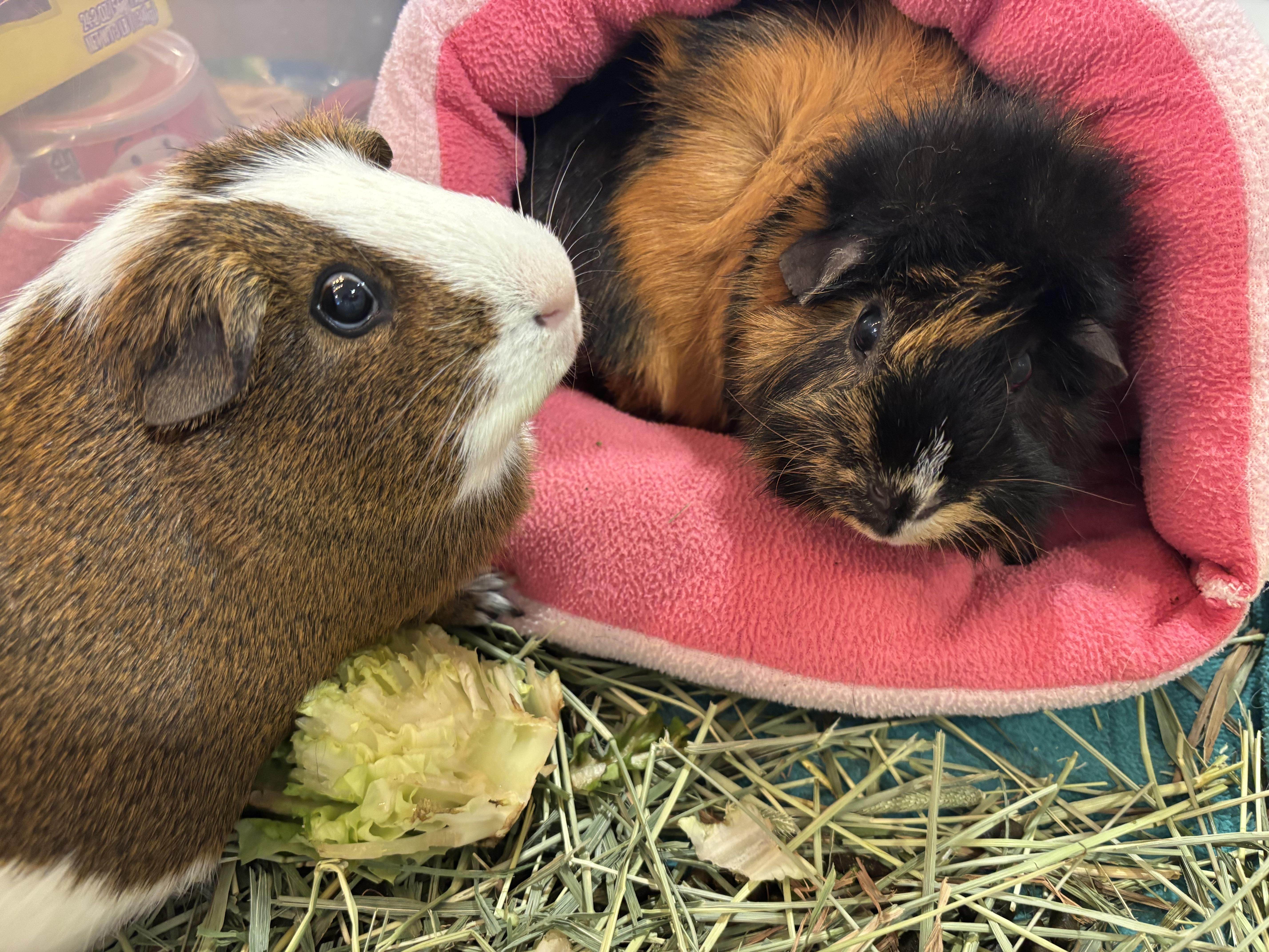 Brandy & Bailey, a ADOPTABLE Guinea Pig in Paramus, NJ image 2/3