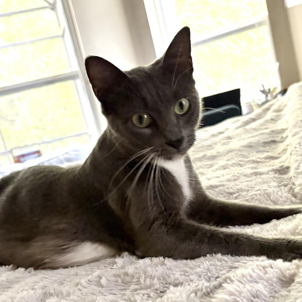 Enlarge Isabella, a Adoptable Domestic Short Hair in Ponte Vedra Beach, FL image 1/2