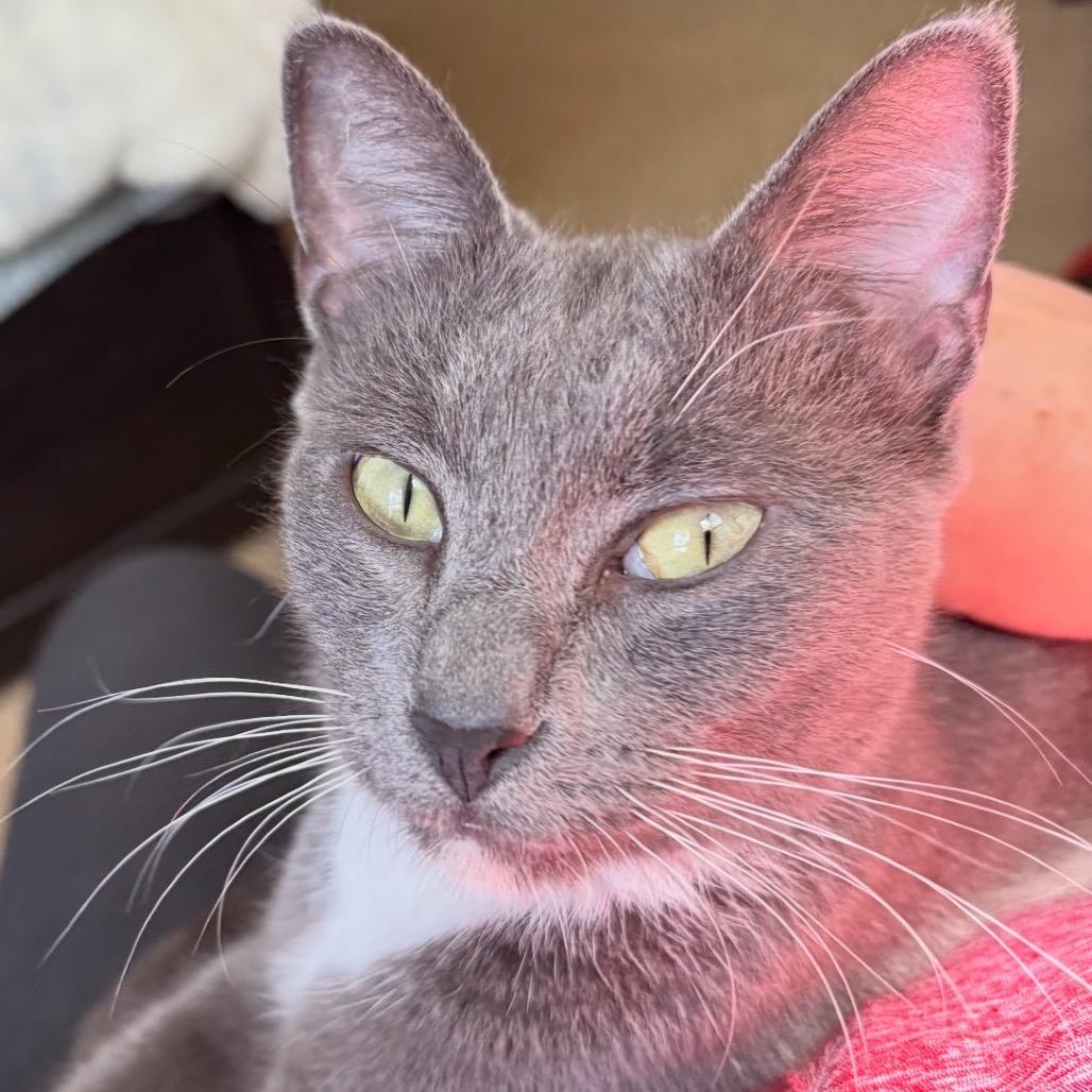 Enlarge Isabella, a Adoptable Domestic Short Hair in Ponte Vedra Beach, FL image 2/2