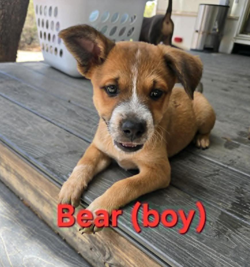 Kai, Bear, Ouisie, Bruno, Chip, Buddy, Adoptable, Puppy Male Australian Shepherd.