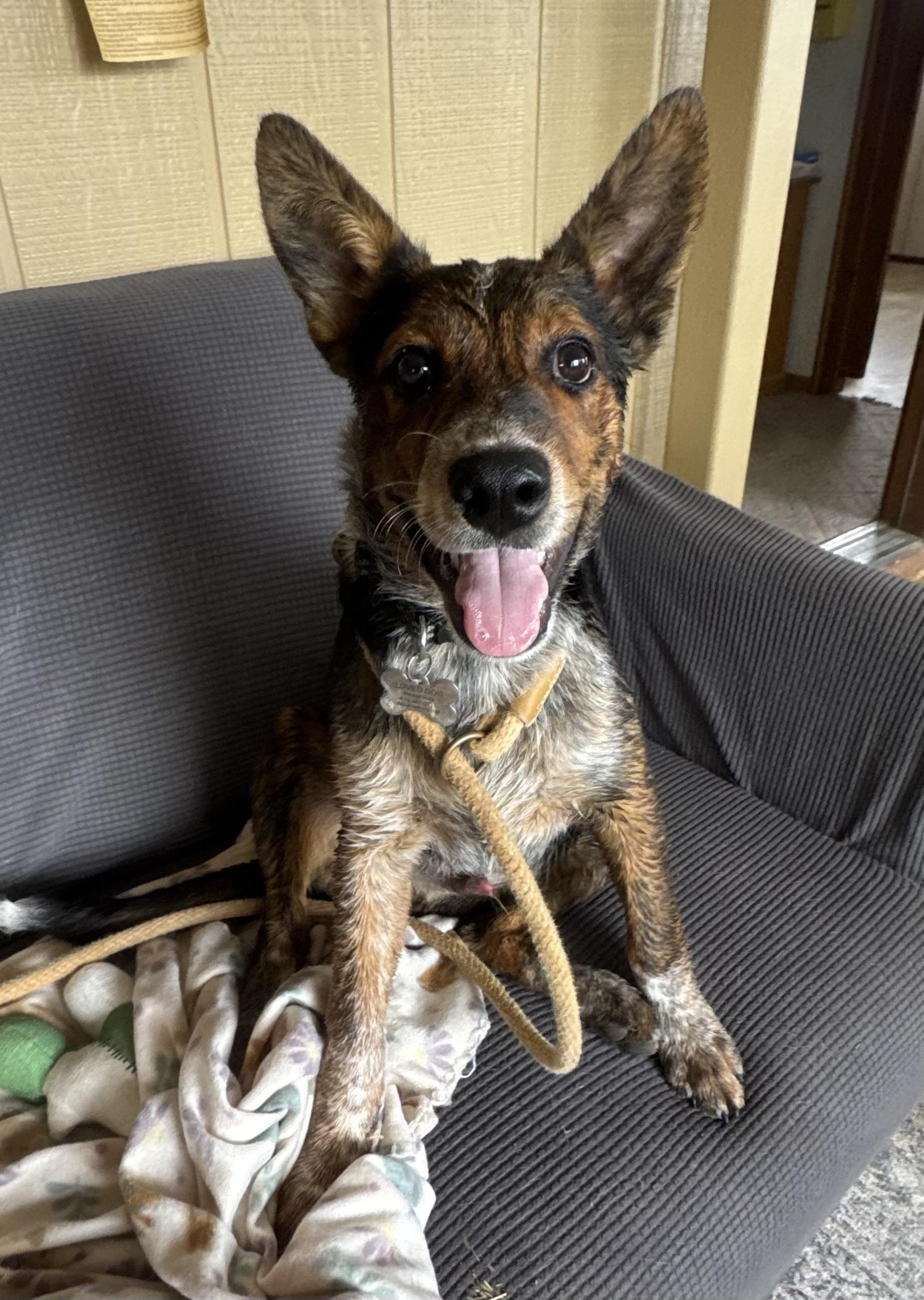 Chip, Adoptable, Puppy Male Australian Shepherd.