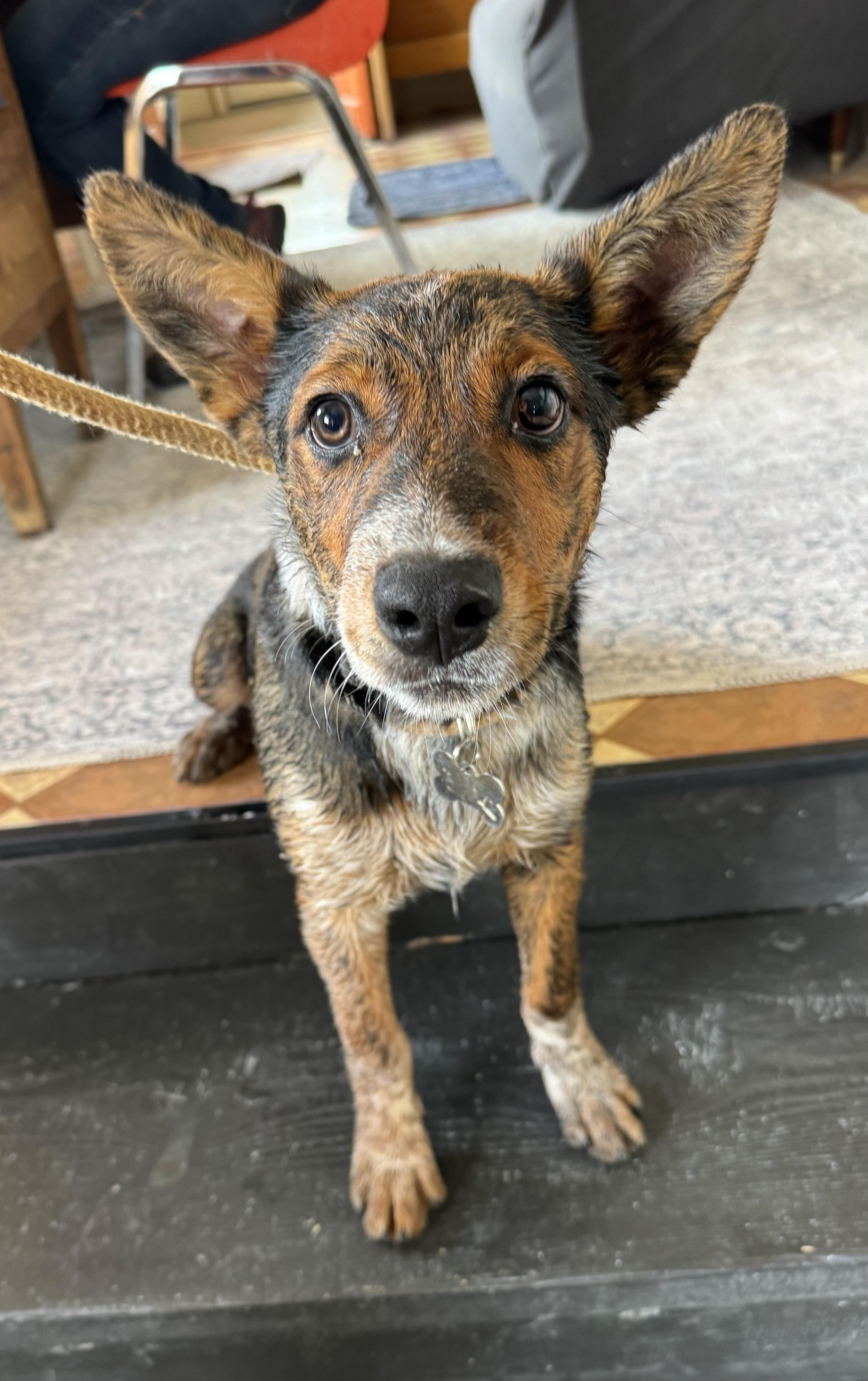 Enlarge Chip, a Adoptable mixed breed in Williamsburg, NM image 2/6