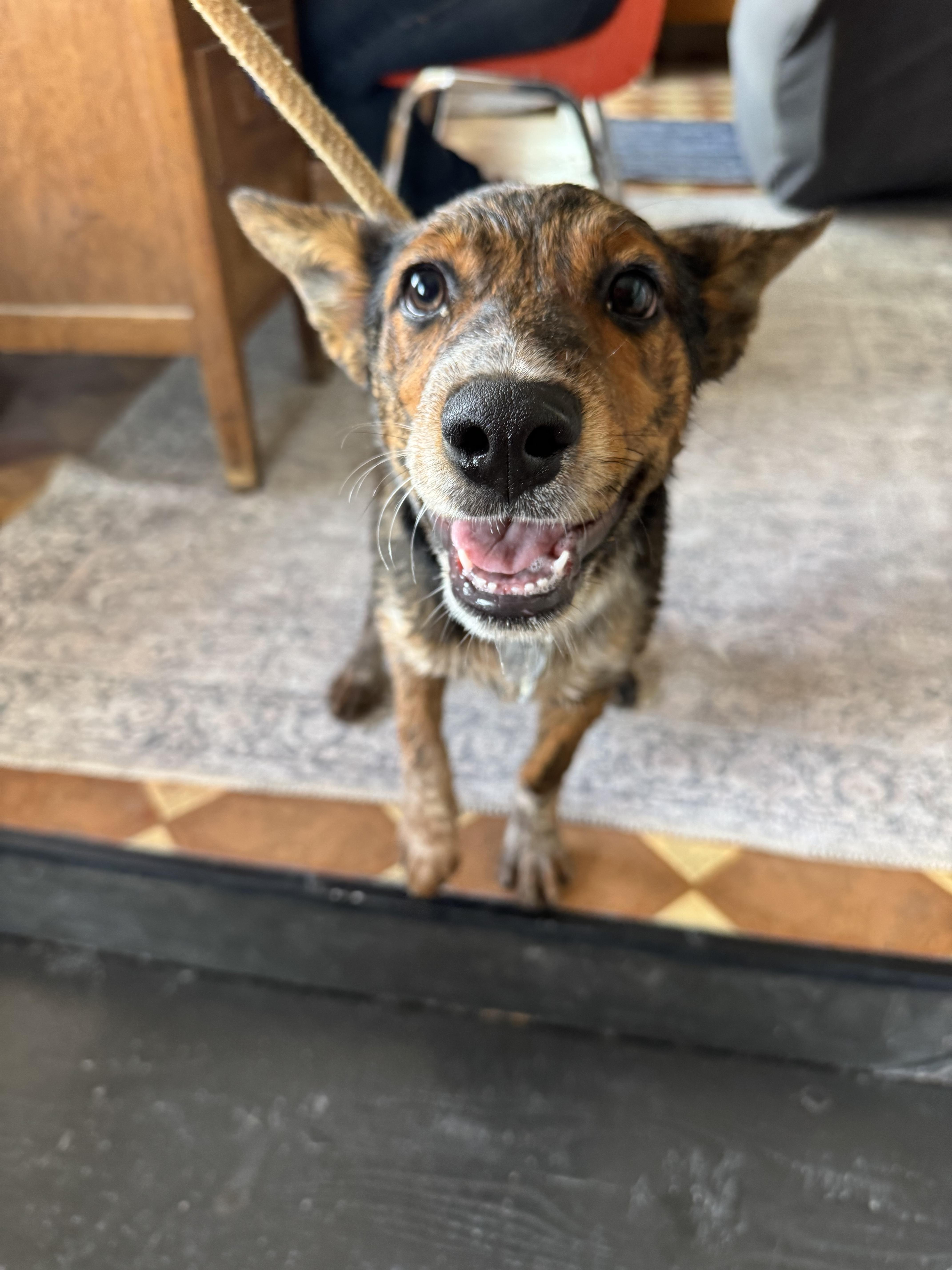 Enlarge Chip, a Adoptable mixed breed in Williamsburg, NM image 3/6