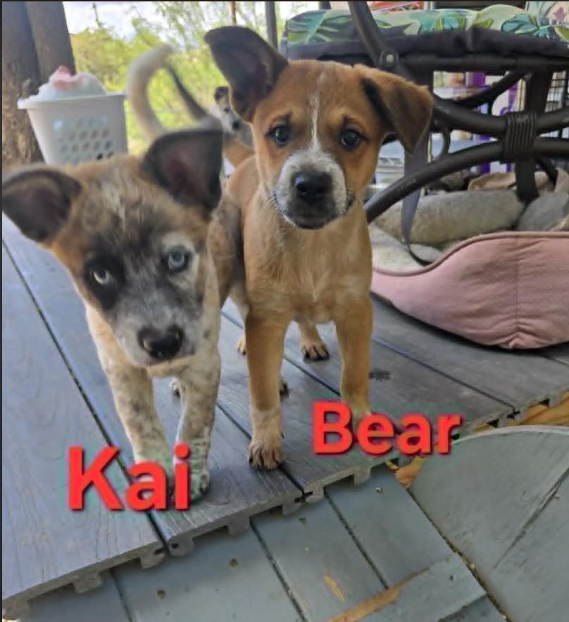 Enlarge Kai, Bear, Ouisie, Bruno, Chip, Buddy, a Adoptable Australian Shepherd in Williamsburg, NM image 2/3