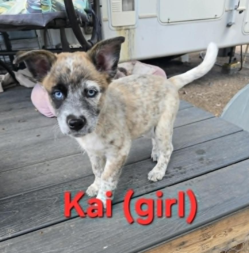 Enlarge Kai, Bear, Ouisie, Bruno, Chip, Buddy, a Adoptable Australian Shepherd in Williamsburg, NM image 3/3