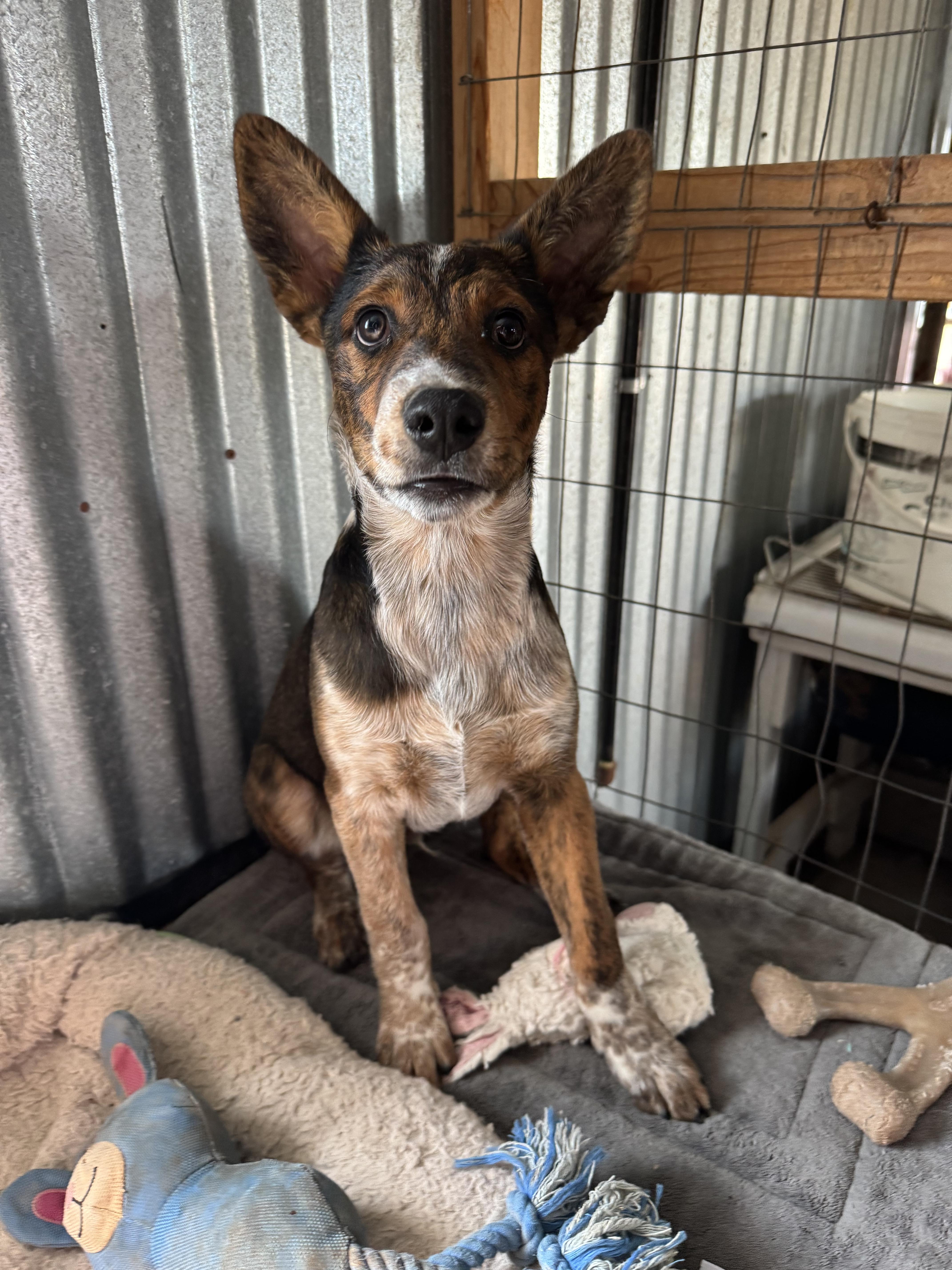 Enlarge Chip, a Adoptable mixed breed in Williamsburg, NM image 6/6