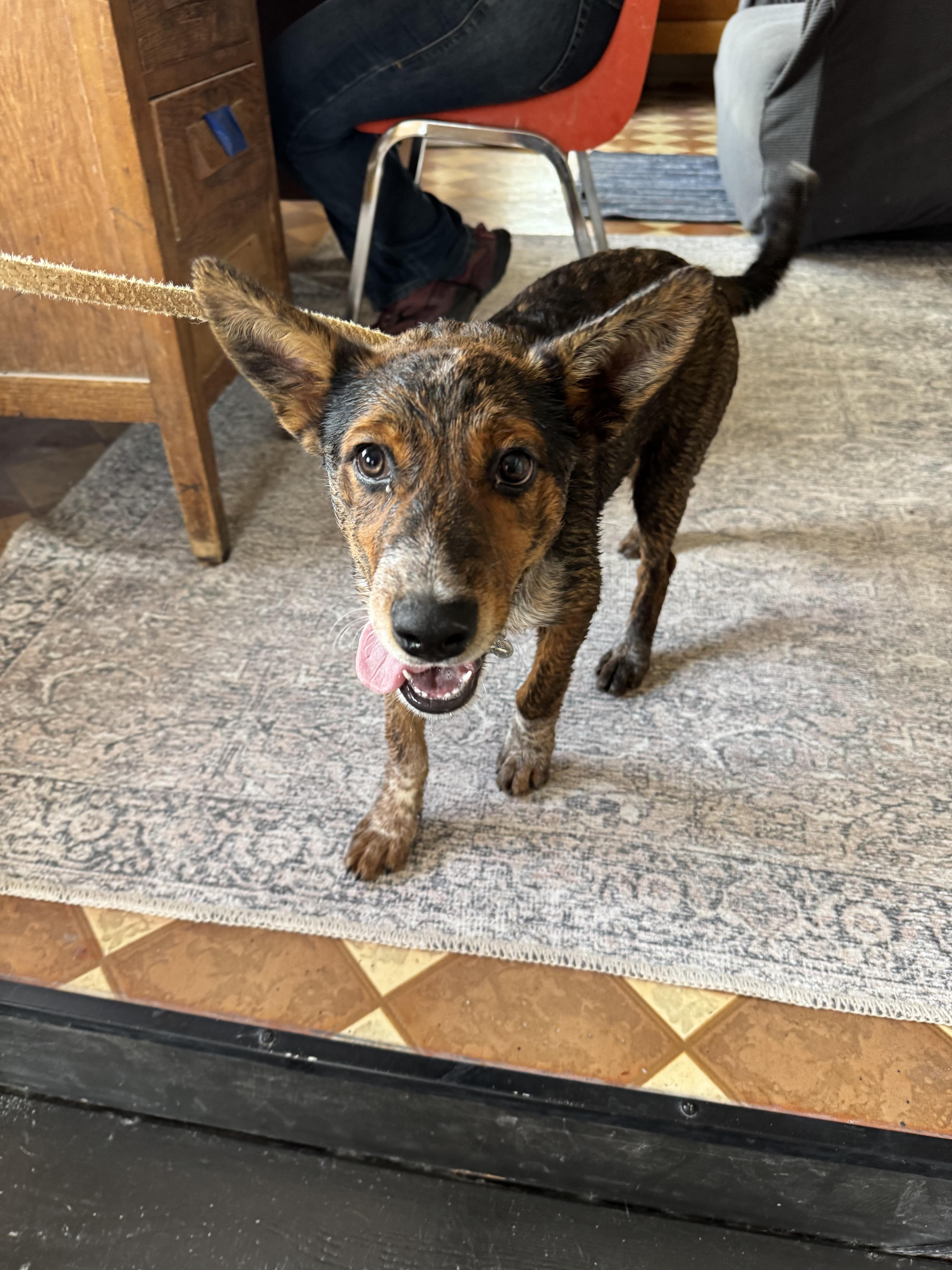Enlarge Chip, a Adoptable mixed breed in Williamsburg, NM image 4/6