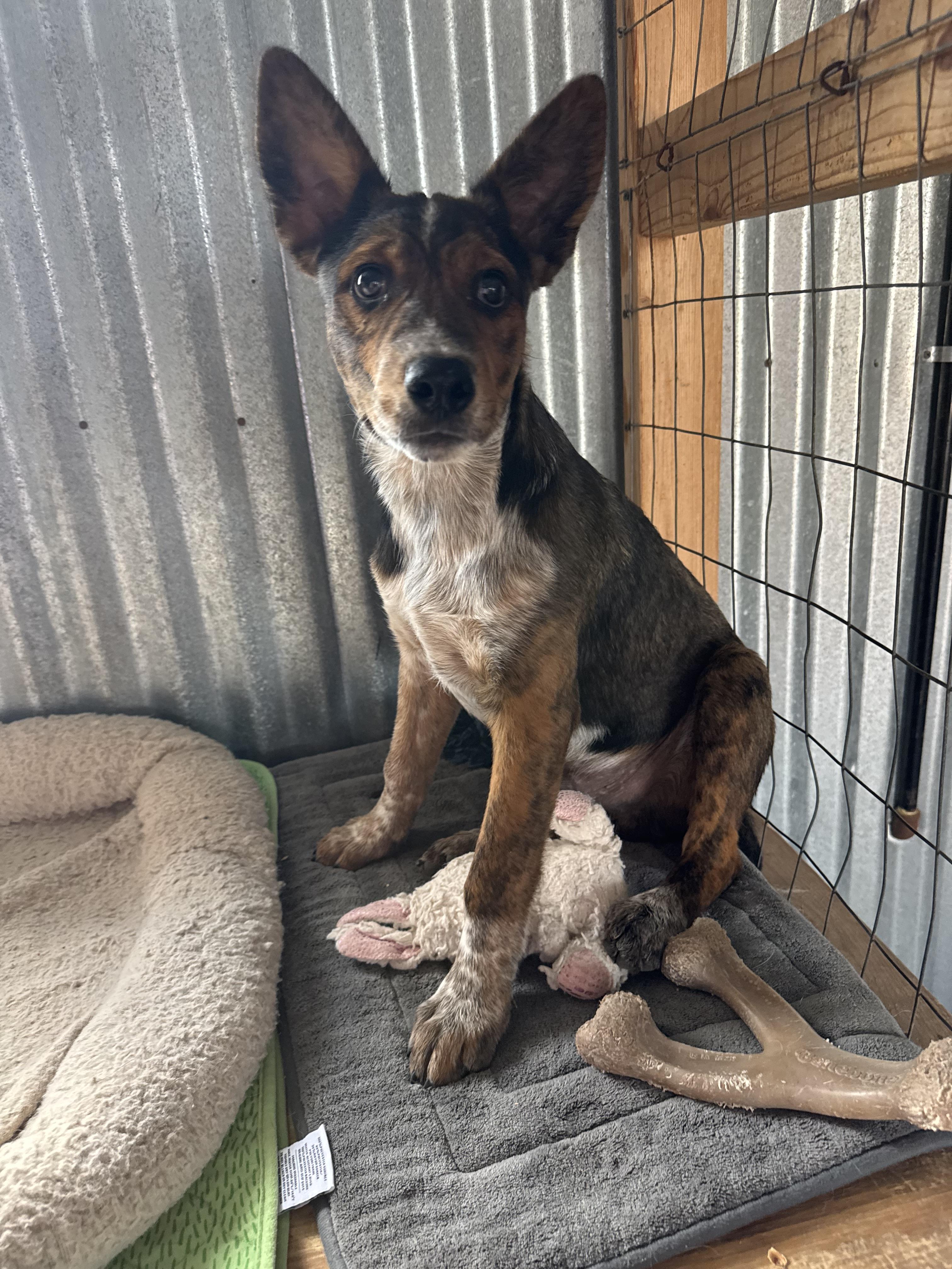 Enlarge Chip, a Adoptable mixed breed in Williamsburg, NM image 5/6
