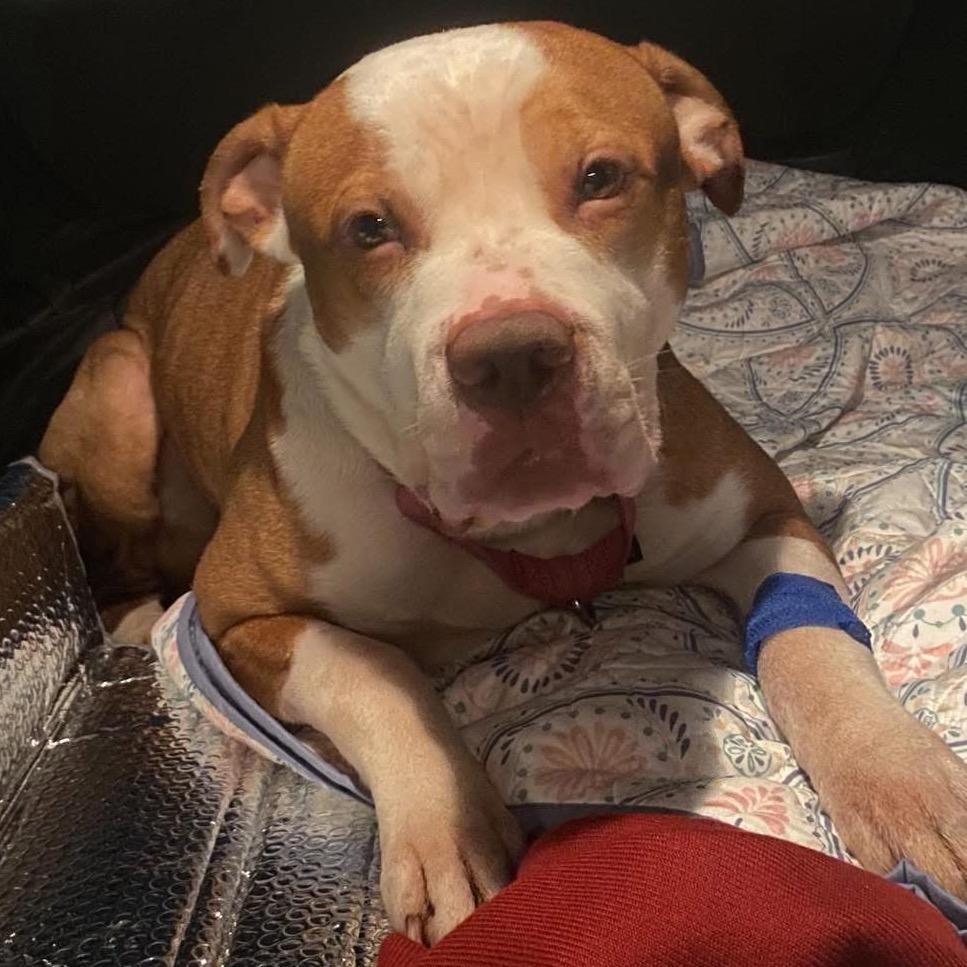 Jimmy, Adoptable, Adult Male Terrier & Mixed Breed.