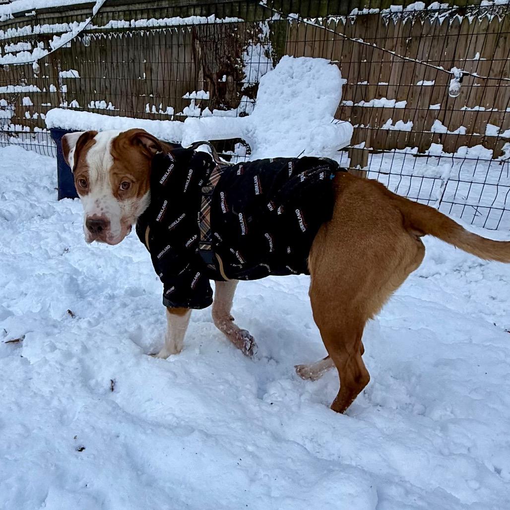 Enlarge Jimmy, a Adoptable mixed breed in West Chester, PA image 3/6