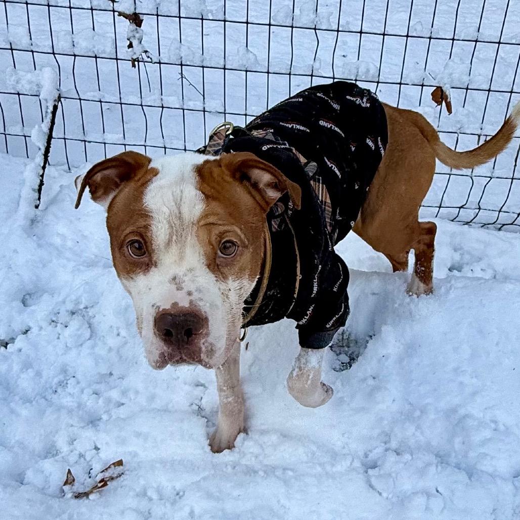 Enlarge Jimmy, a Adoptable mixed breed in West Chester, PA image 6/6