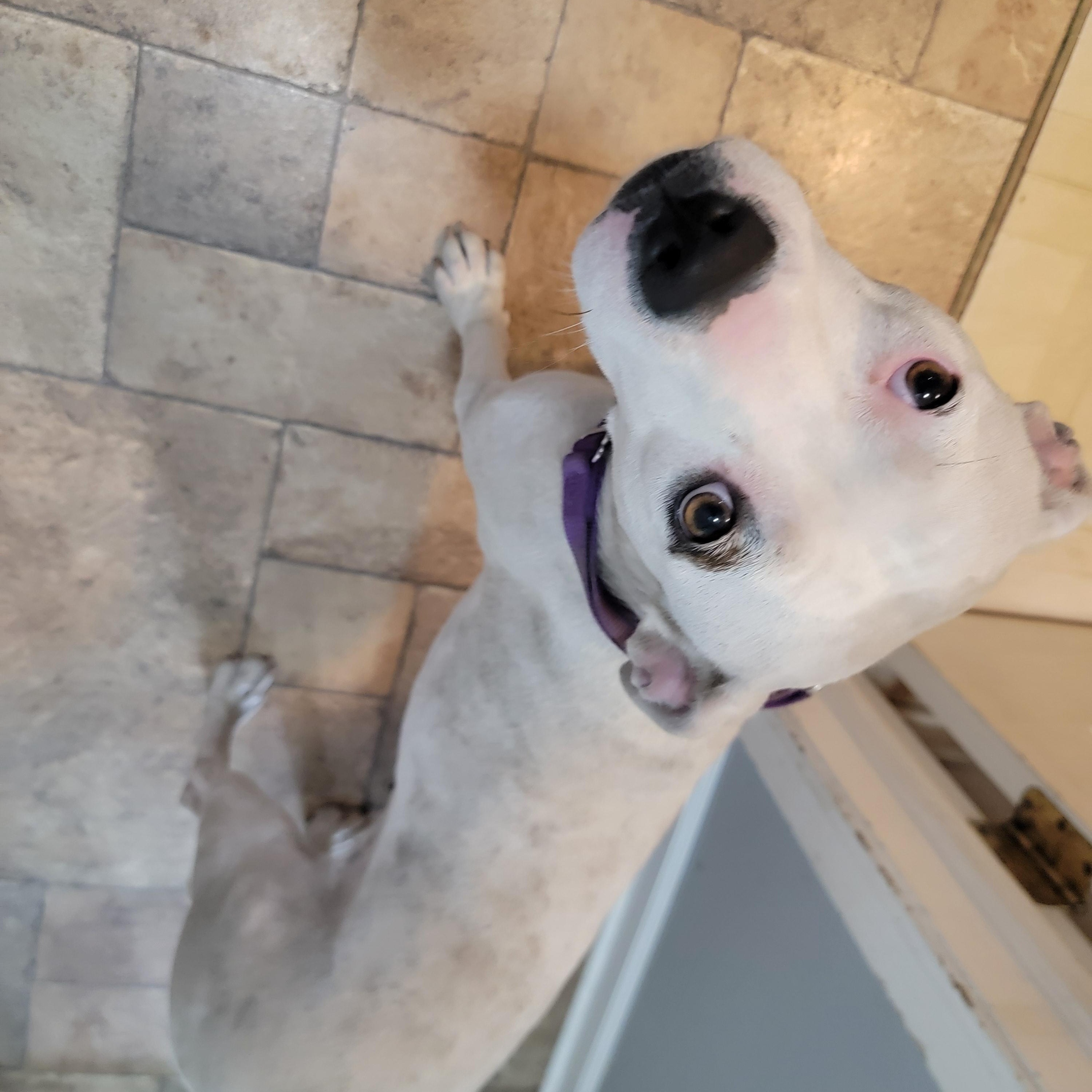 Enlarge Appletini, a Adoptable mixed breed in Joliet, IL image 2/3
