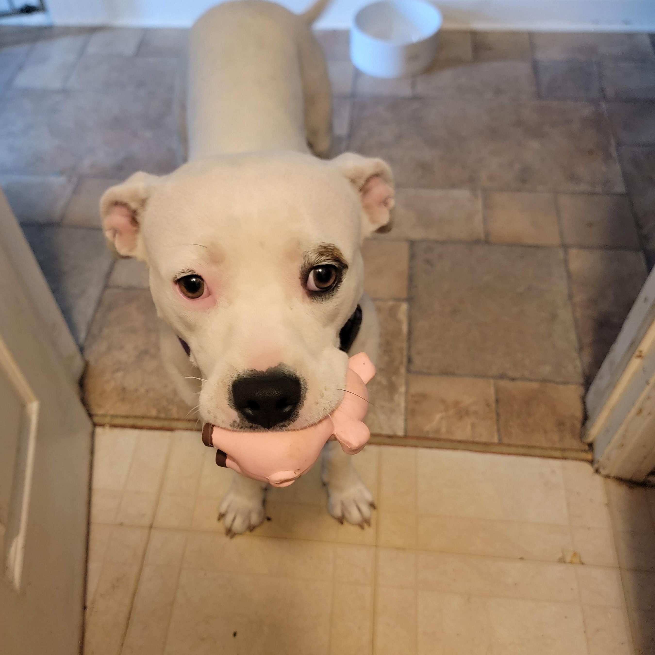 Appletini, Adoptable, Adult Female Boxer & Pit Bull Terrier.