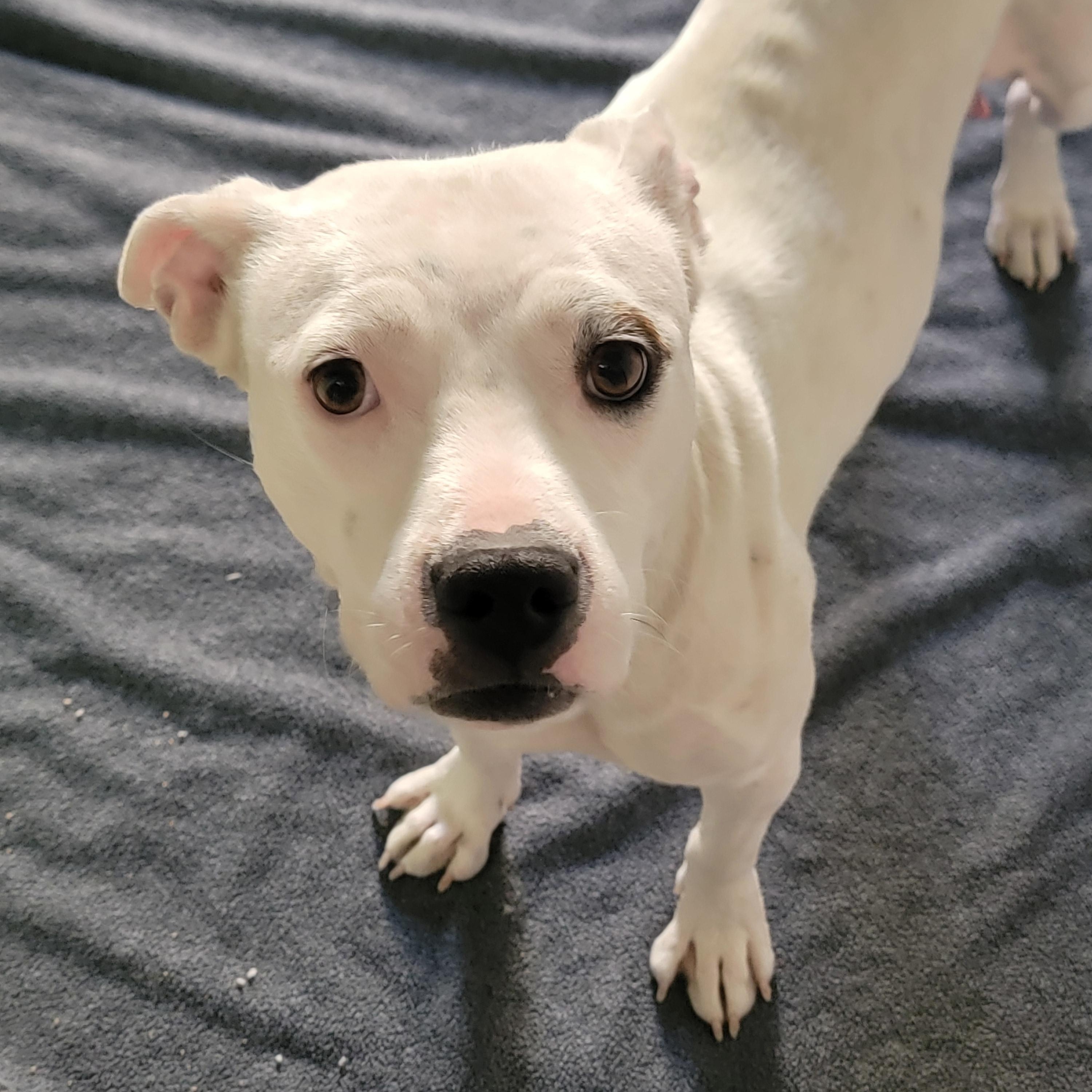 Enlarge Appletini, a Adoptable mixed breed in Joliet, IL image 3/3